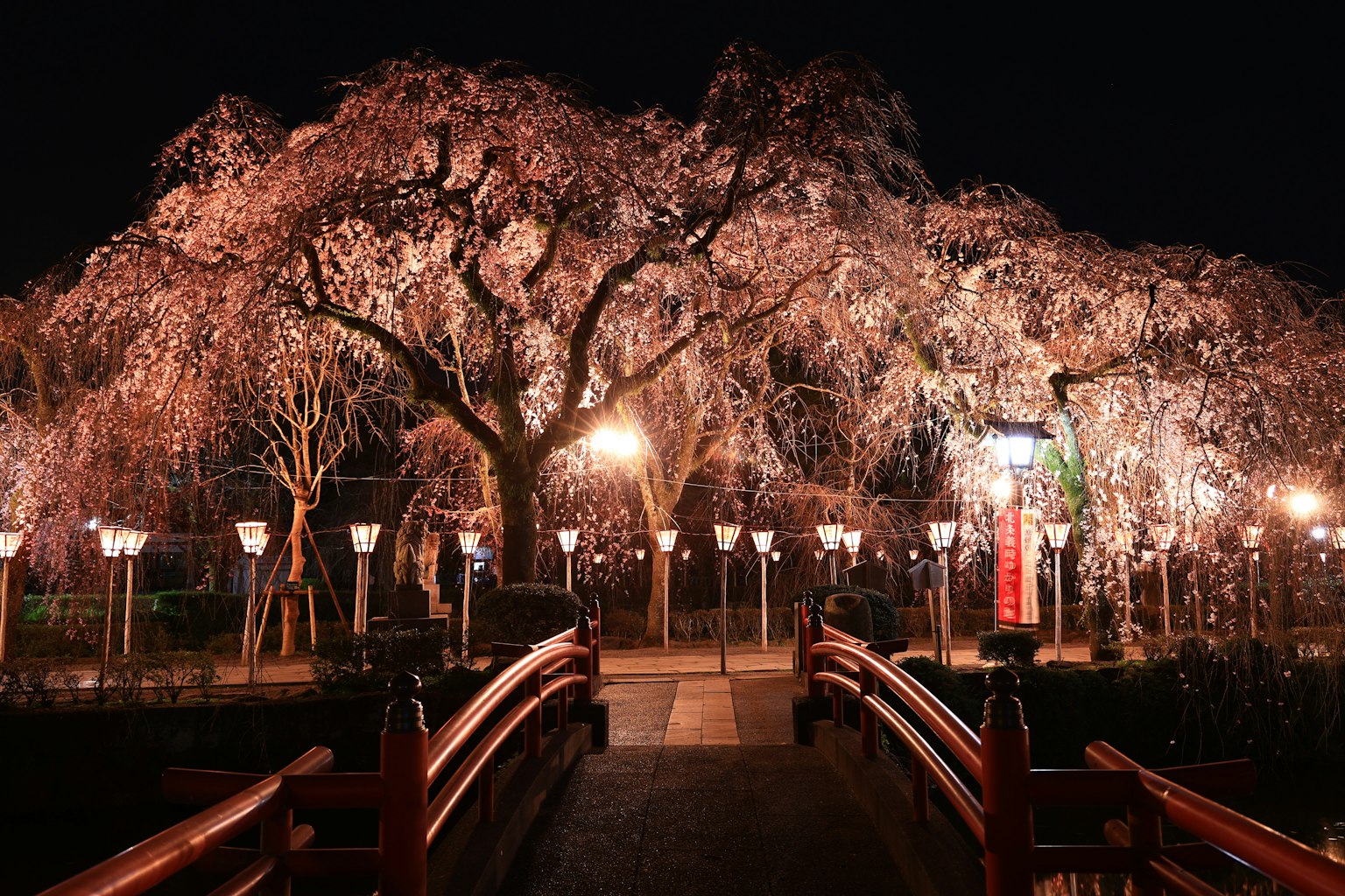 Cherry blossom tree illuminated at night with lanterns and bridge