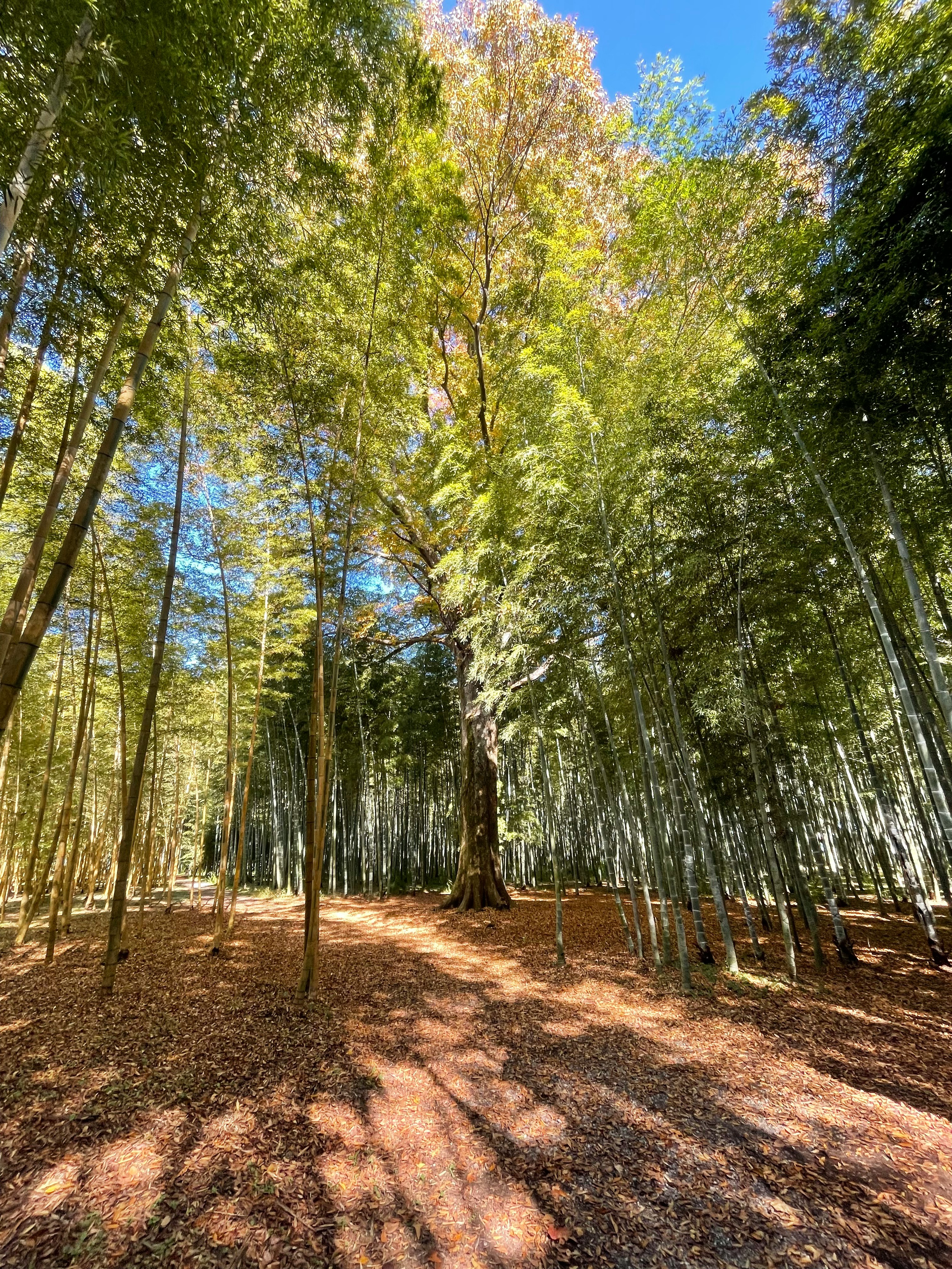 sentiero nel bosco fiancheggiato da alberi in uno spazio naturale