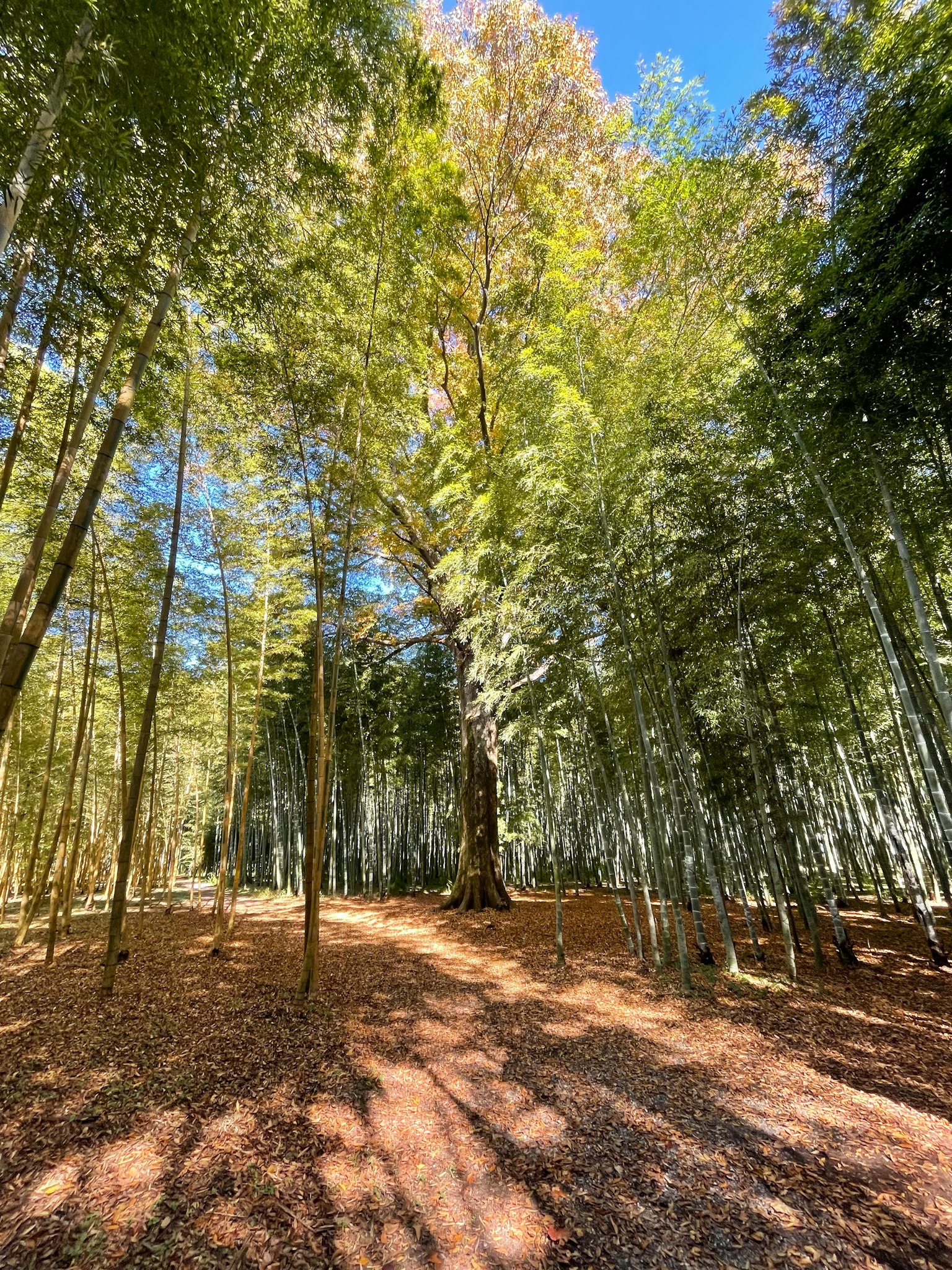 郁郁葱葱的竹林和高大的树木，阳光透过树叶