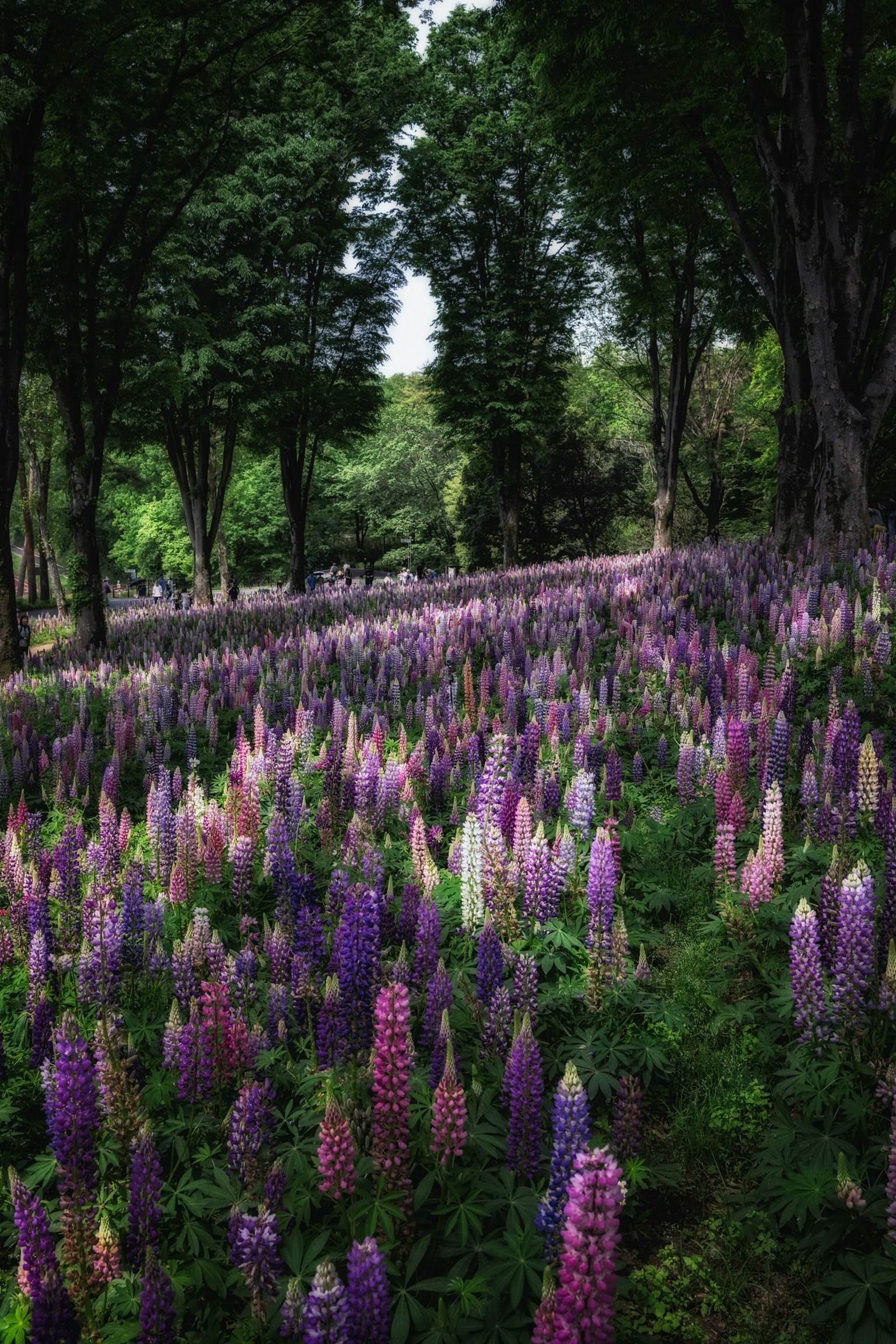 ภูมิทัศน์ที่สวยงามของลูปินสีม่วงและสีชมพูที่มีต้นไม้เขียวขจีล้อมรอบ