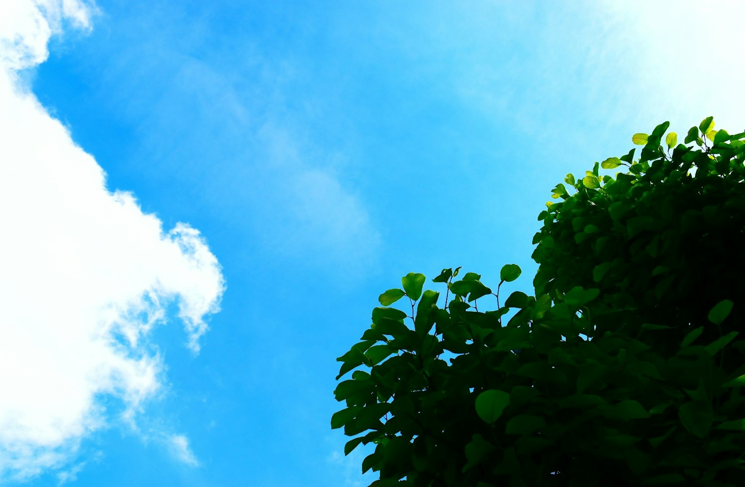 Ciel bleu avec des feuilles vertes au premier plan