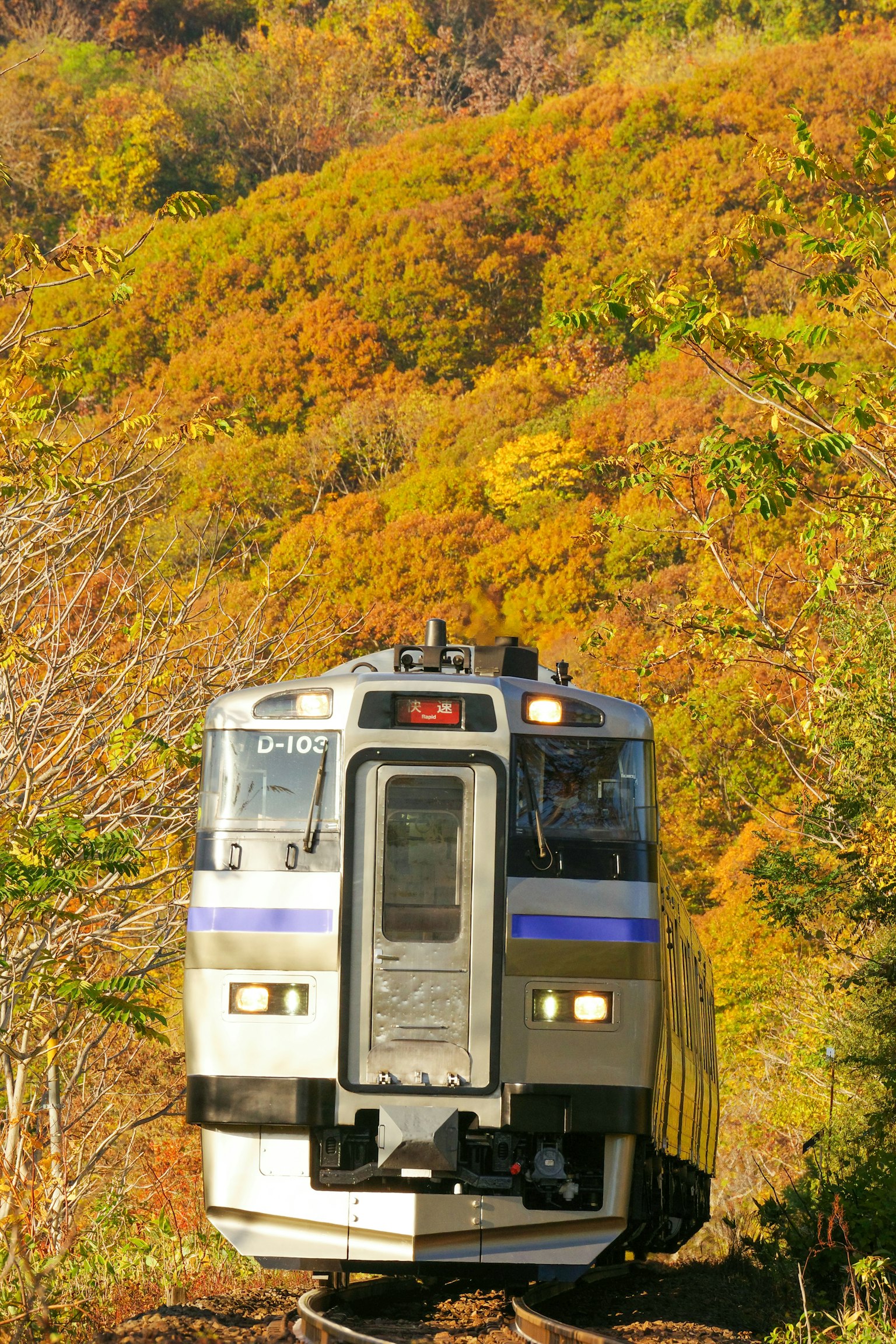 รถไฟวิ่งผ่านใบไม้เปลี่ยนสีในภูเขา