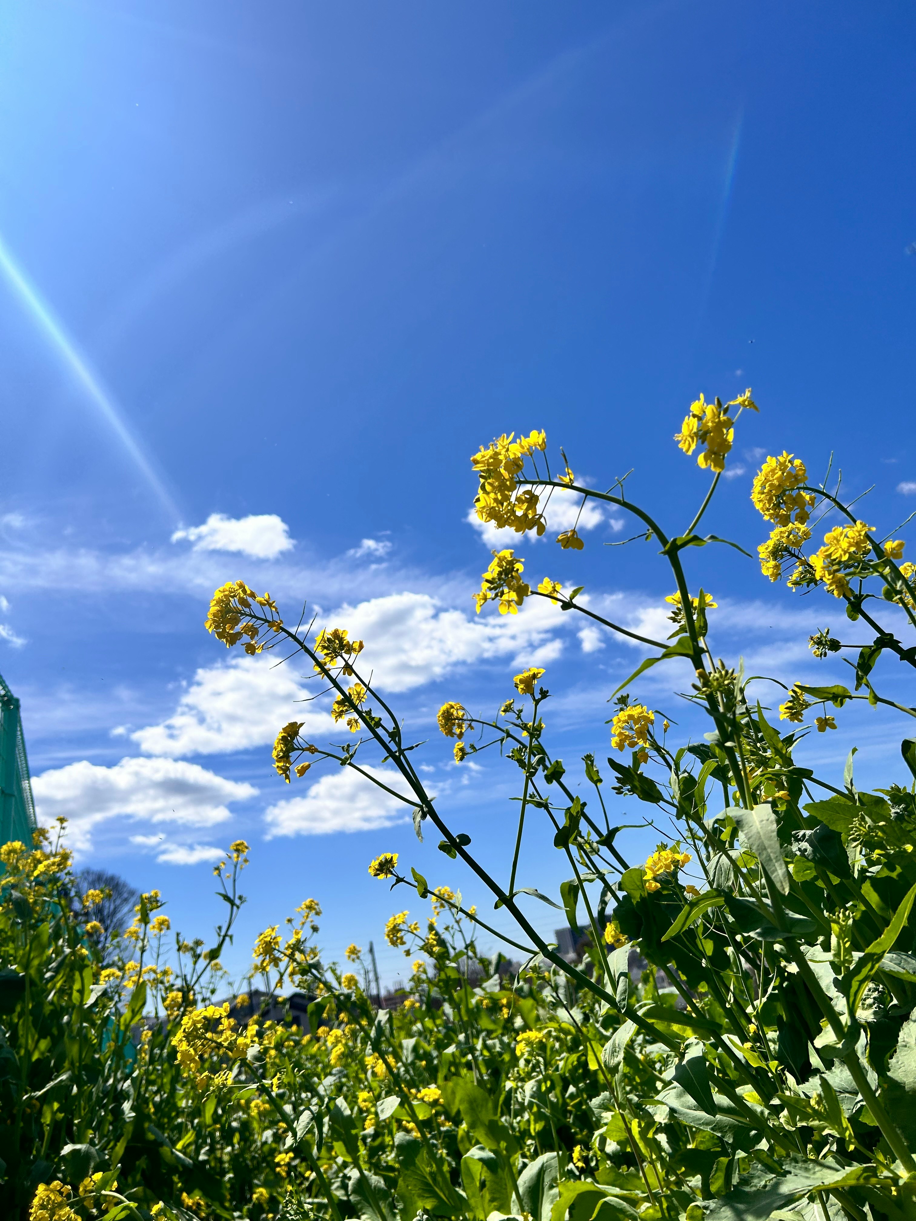 青空の下で菜の花が咲く春の風景