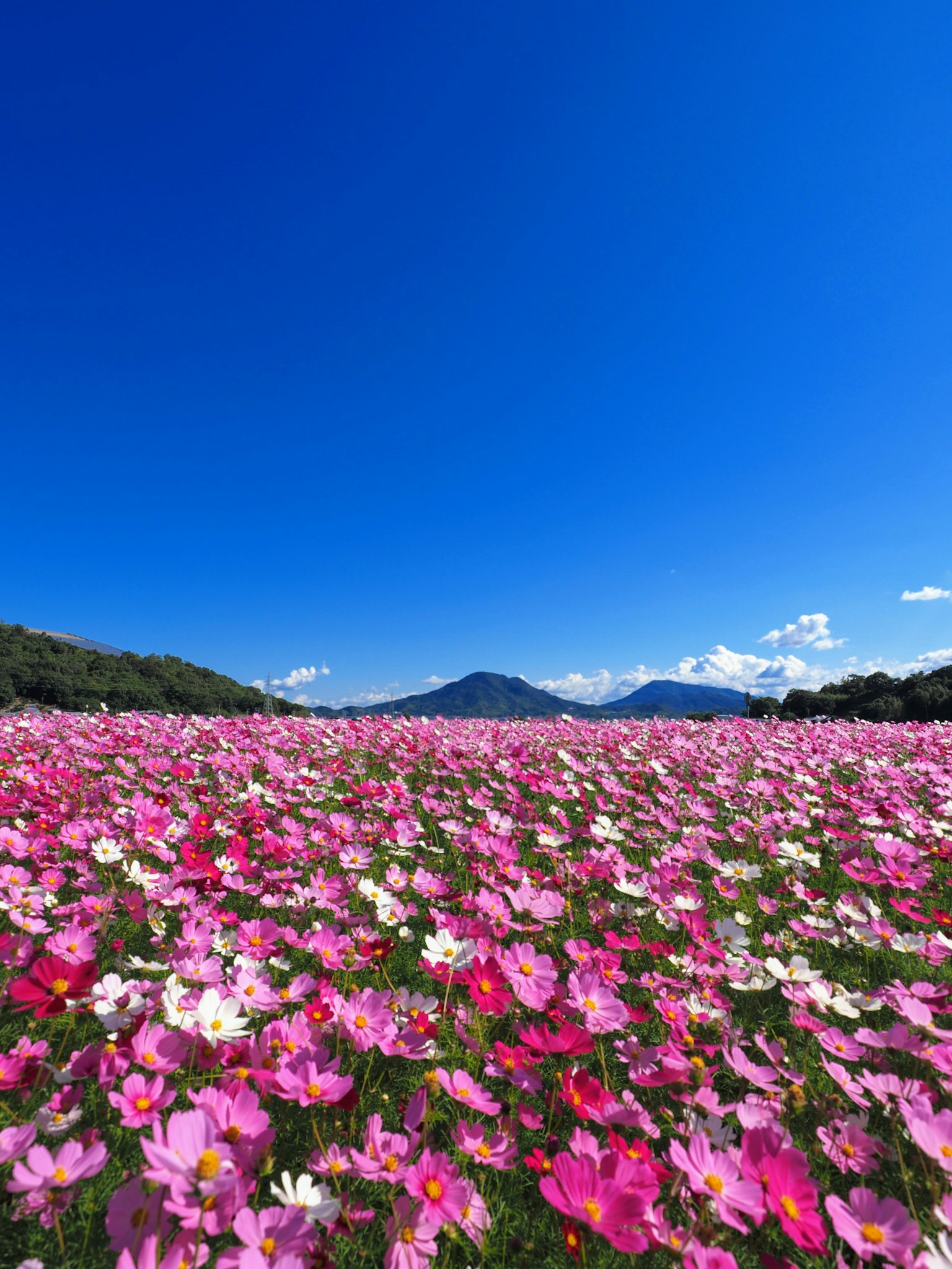 ทุ่งดอกไม้สีชมพูและสีขาวใต้ท้องฟ้าสีฟ้าพร้อมภูเขา