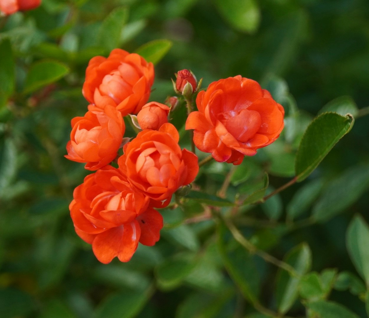 オレンジ色のバラの花が咲く庭のクローズアップ