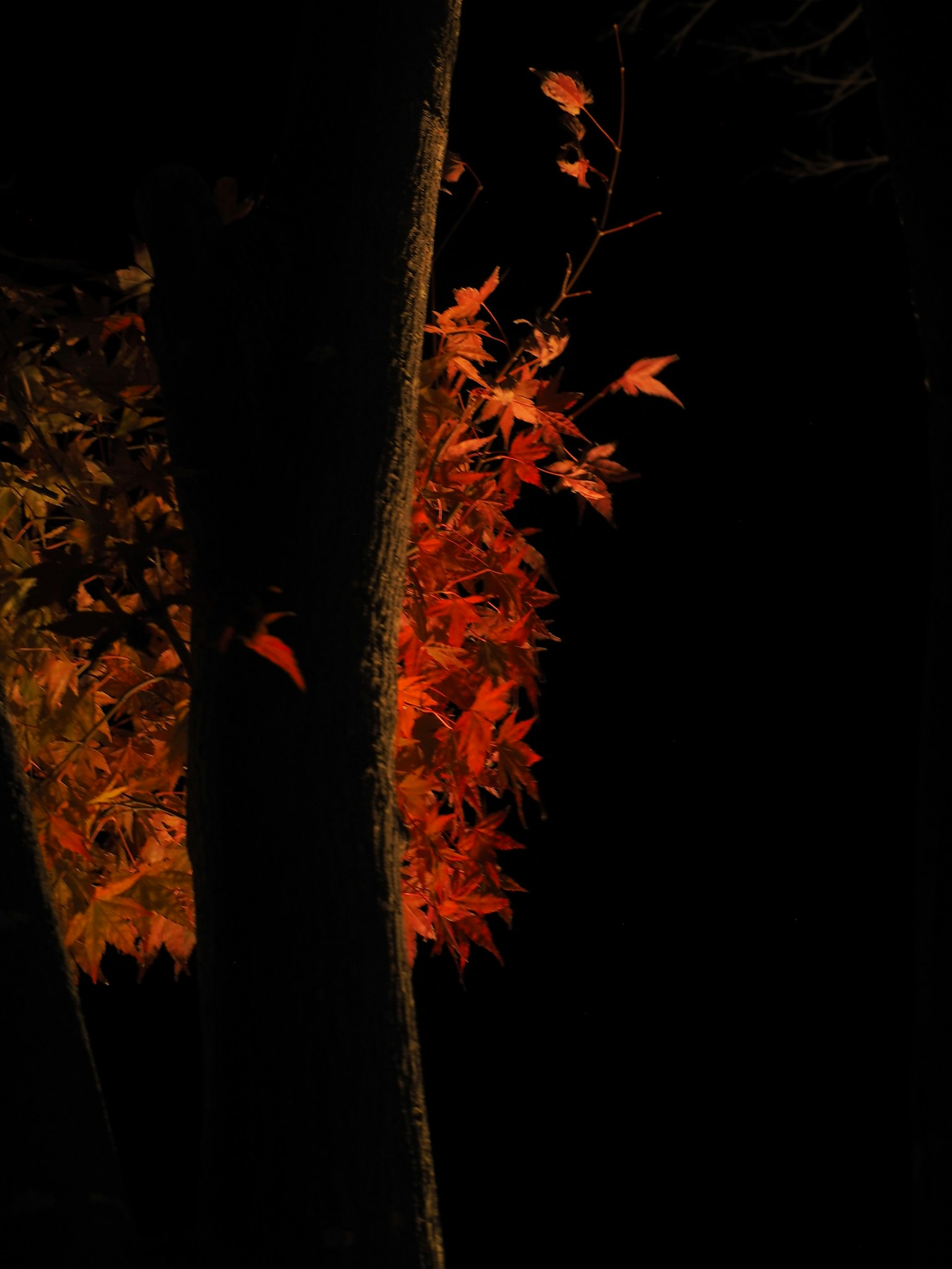 Vibrant red leaves illuminated at night in an autumn scene