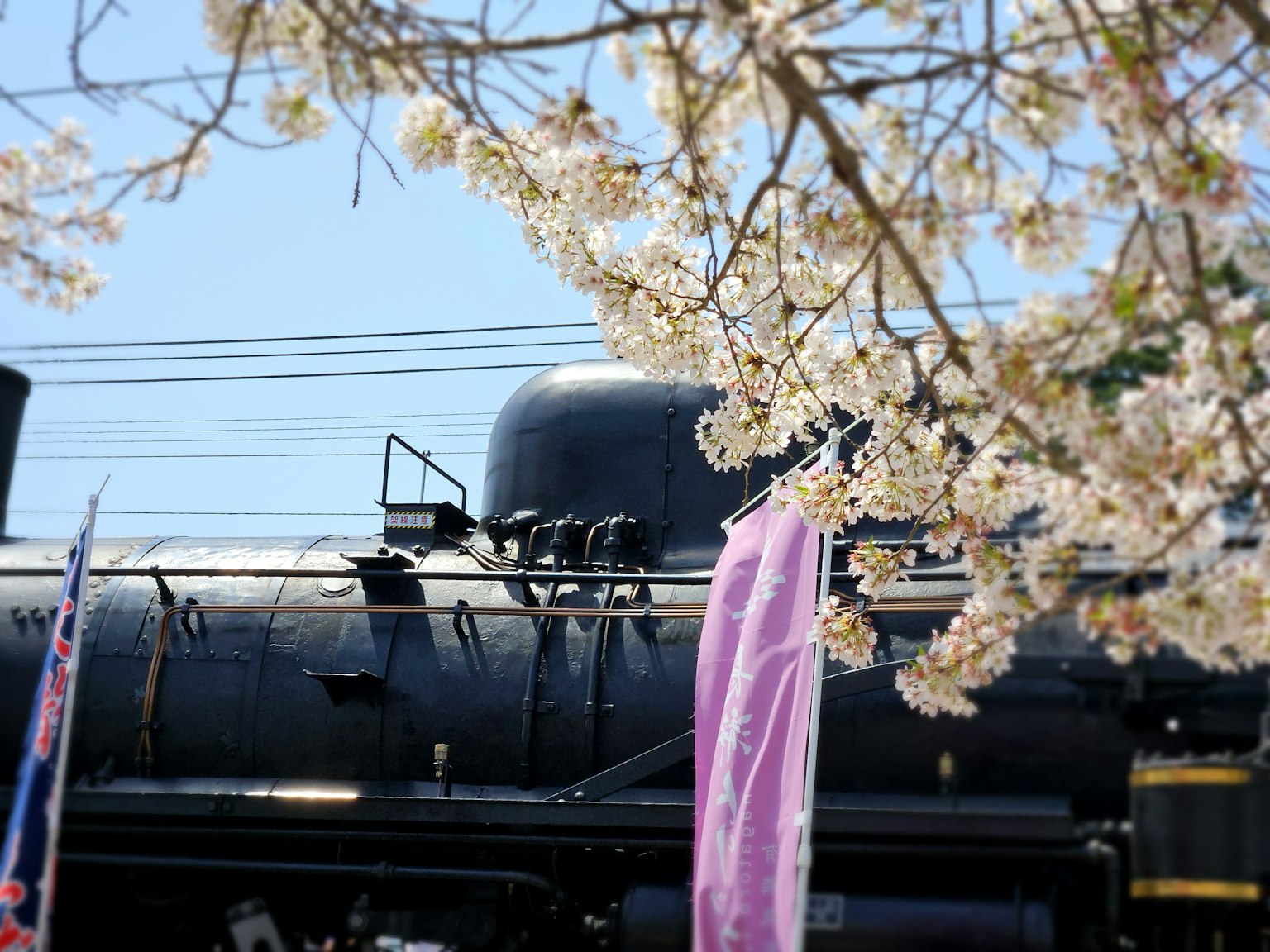 Imagen de una locomotora de vapor negra enmarcada por flores de cerezo en flor