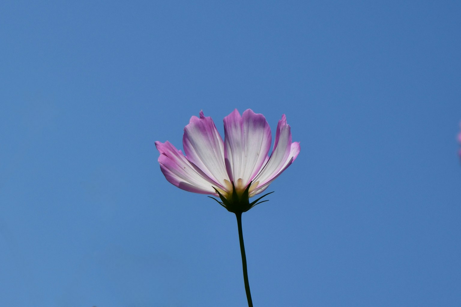 Flor de cosmos rosa floreciendo contra un cielo azul