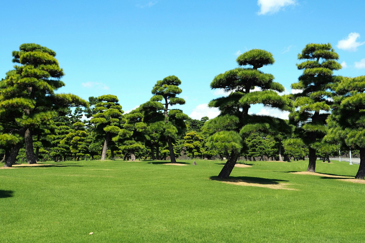 Green grass field with pine trees under blue sky