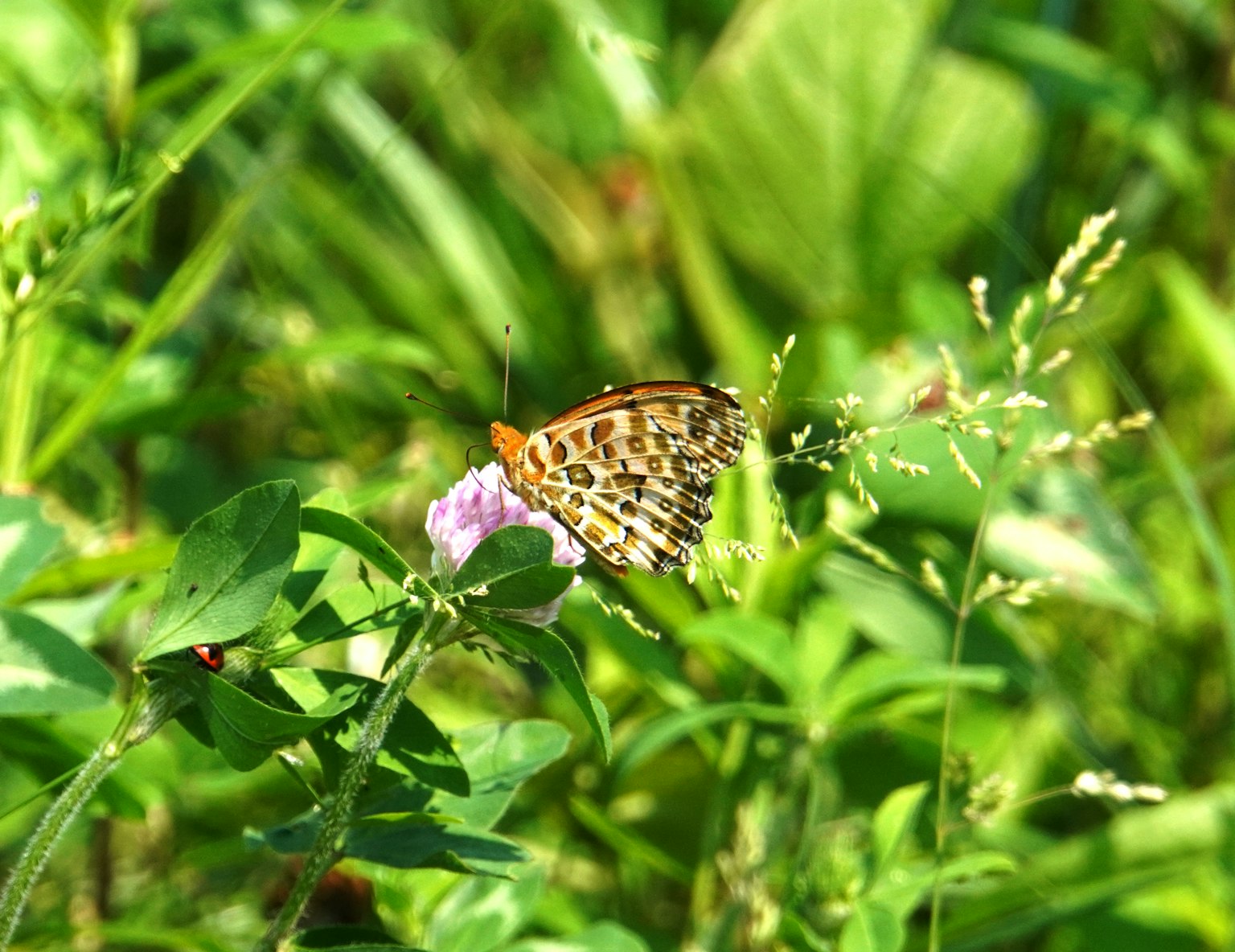Schmetterling auf einer rosa Blume inmitten üppigem grünem Laub