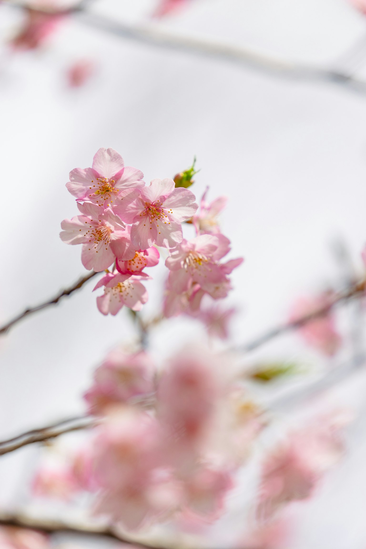 부드러운 흰색 배경에 핑크 꽃이 핀 벚나무 가지