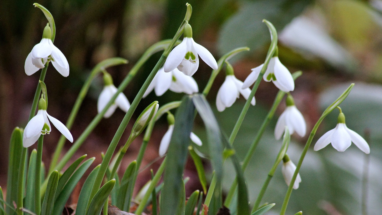 Flores de campanilla en flor en un jardín