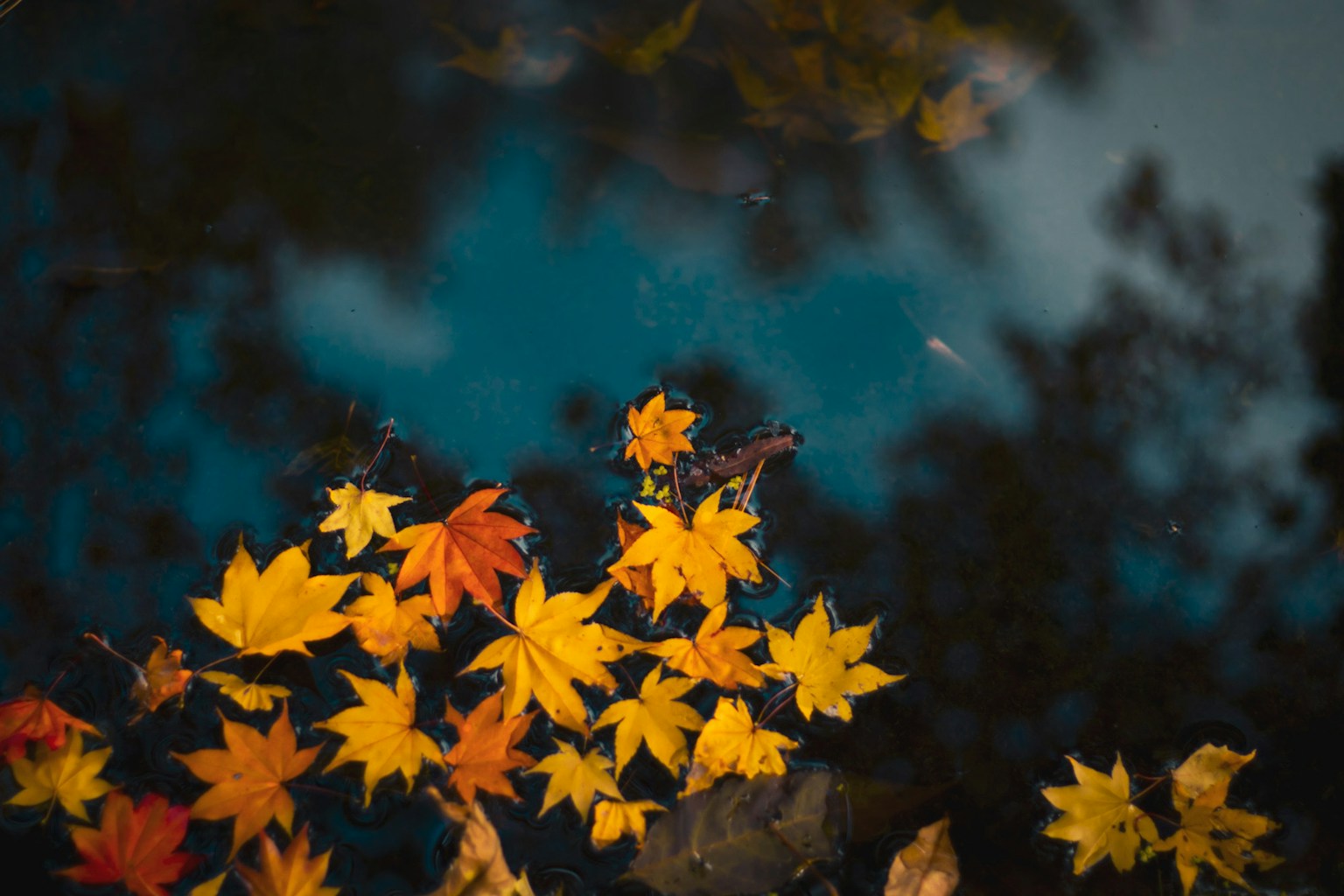 水面に浮かぶカエデの葉と青い水面の反射
