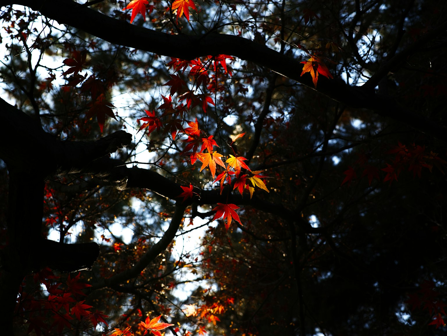 Rami di un albero con foglie autunnali vibranti