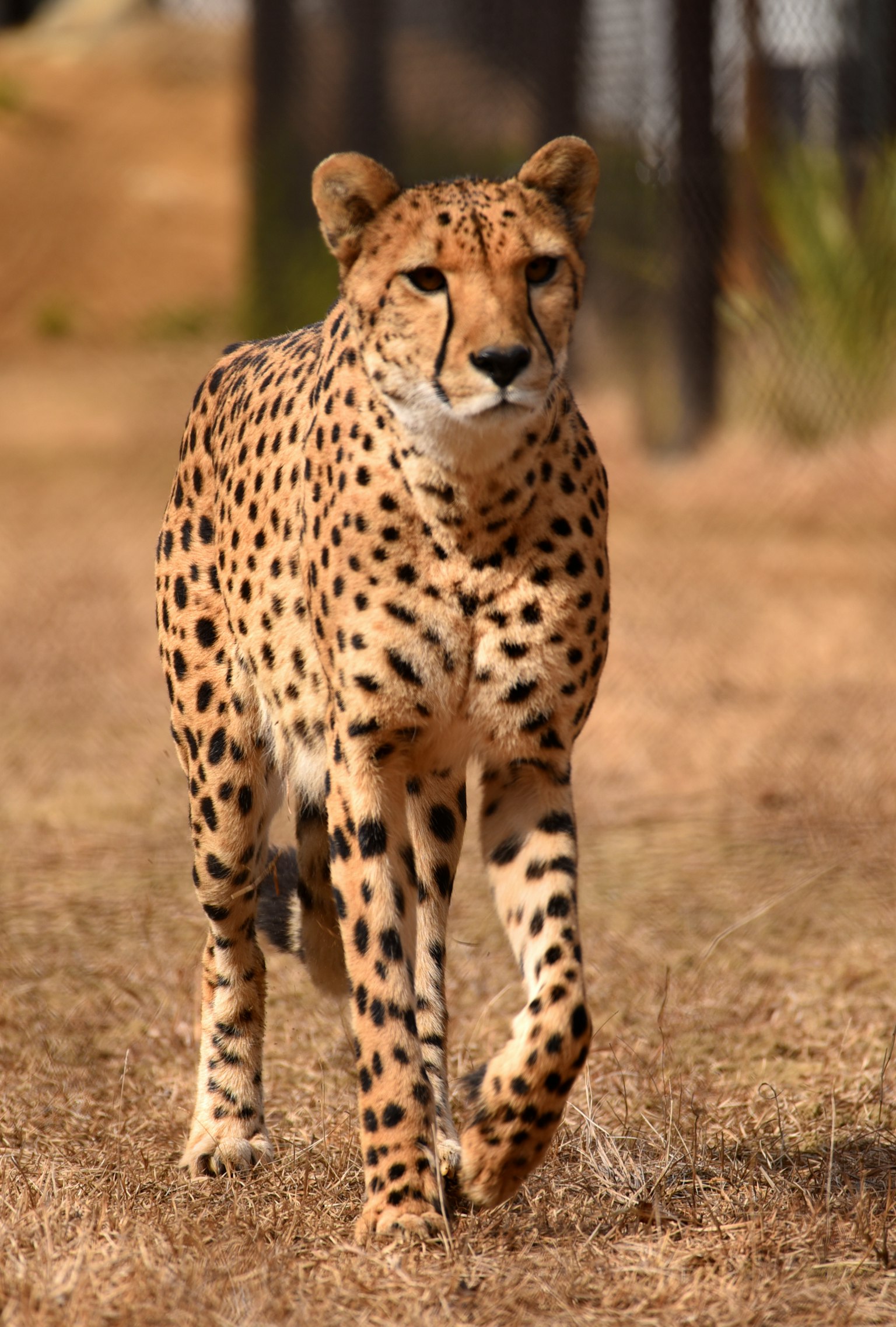 Ghepardo che cammina attraverso la savana