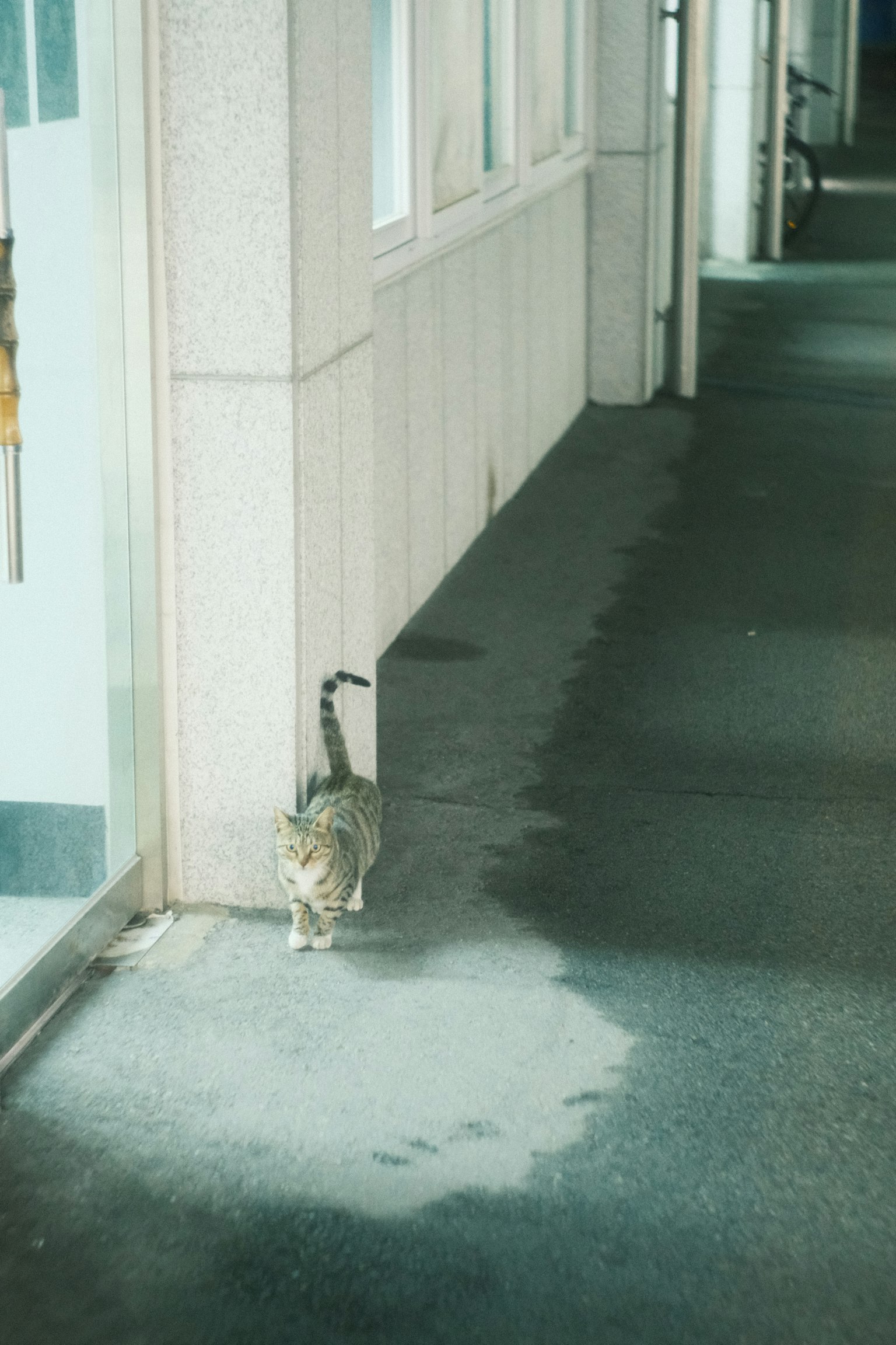 Un chat marchant sur le trottoir à côté du mur d'un bâtiment