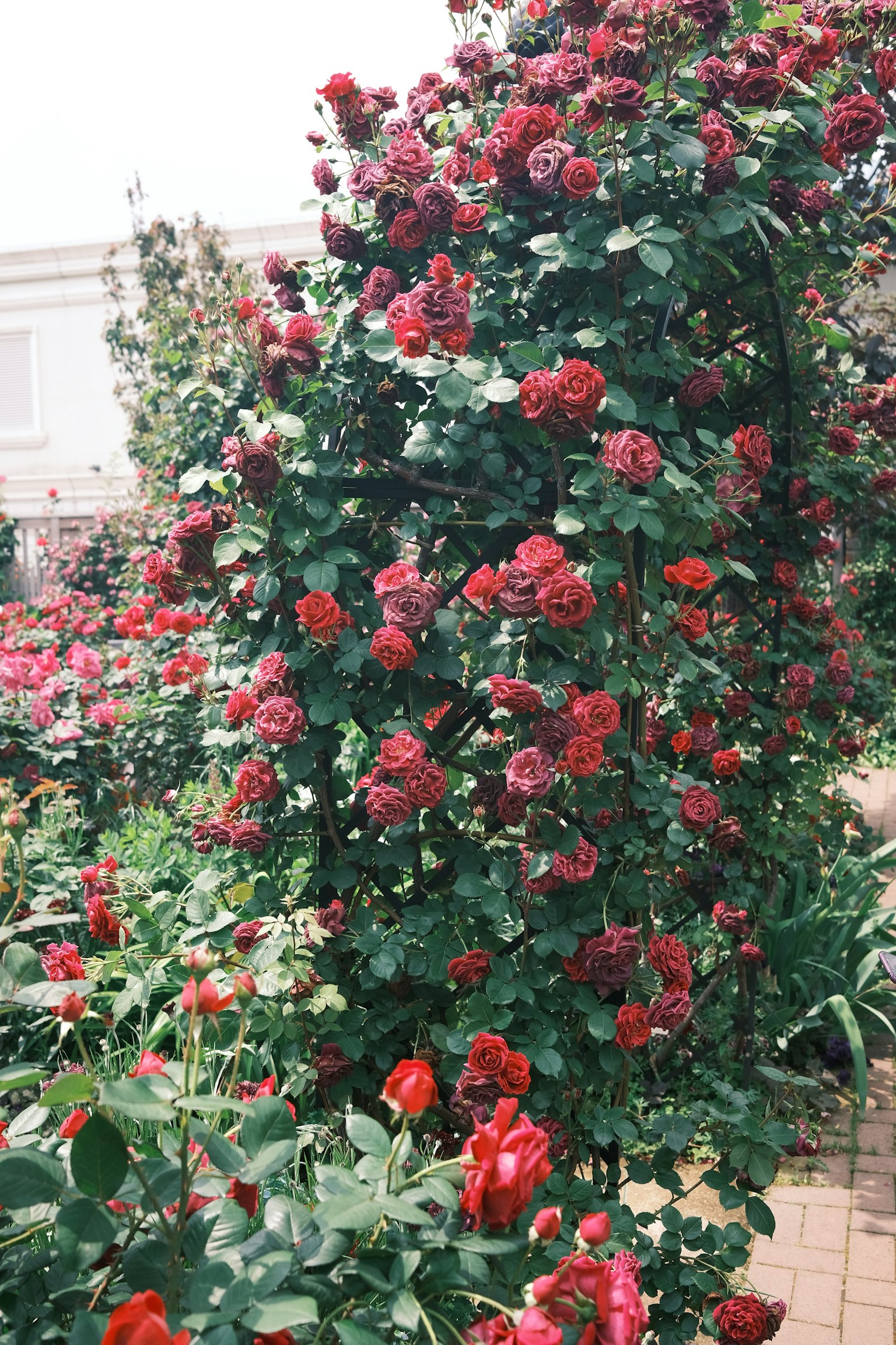Eine lebhafte Darstellung von roten Rosen, die an einem grünen Gitter emporklettern