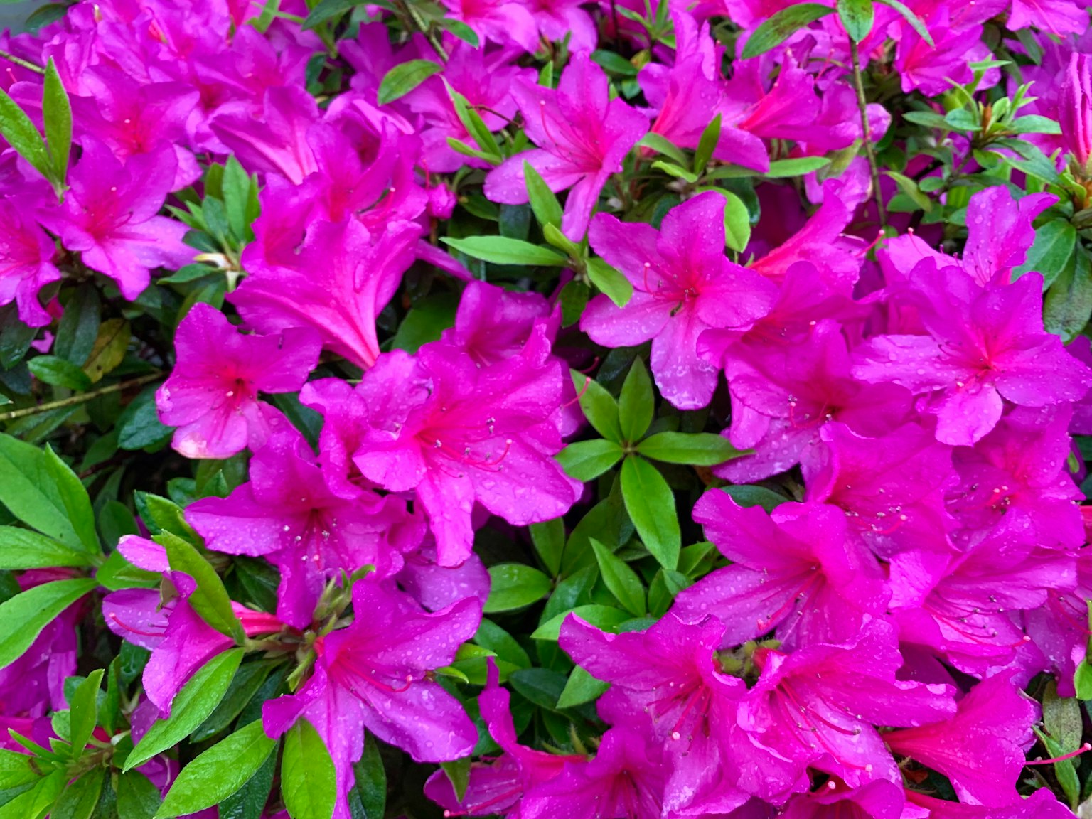 Flores de azalea rosa vibrante en plena floración