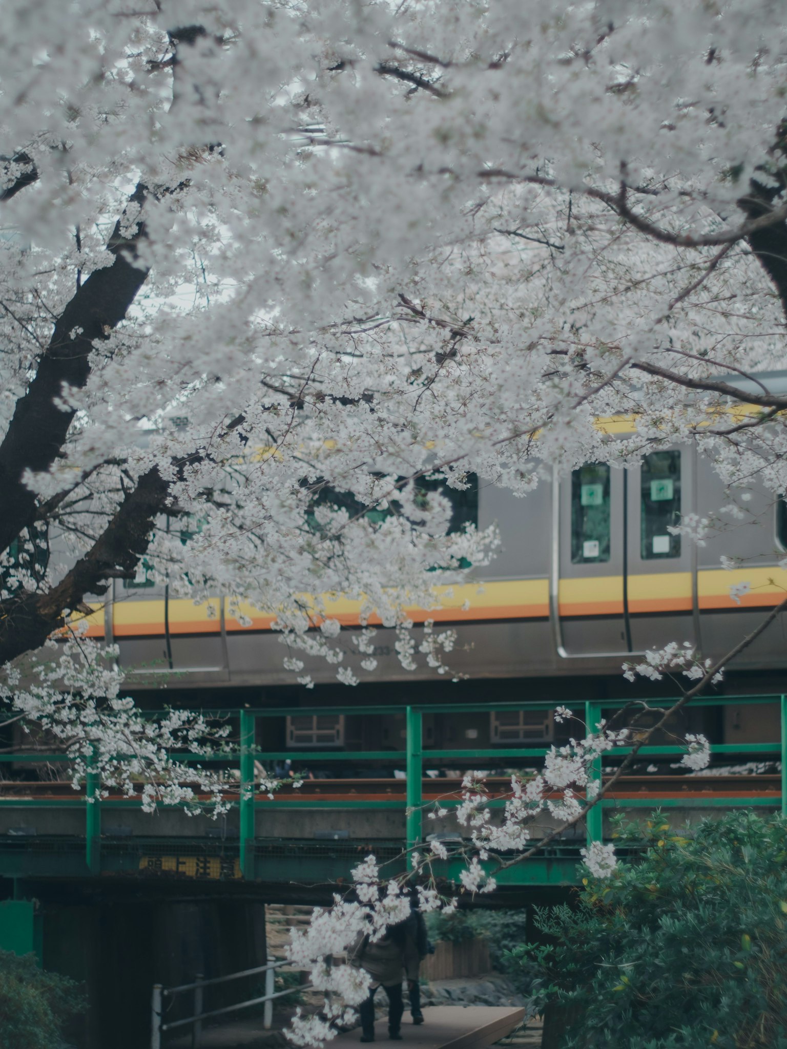 รถไฟที่วิ่งผ่านต้นซากุระ