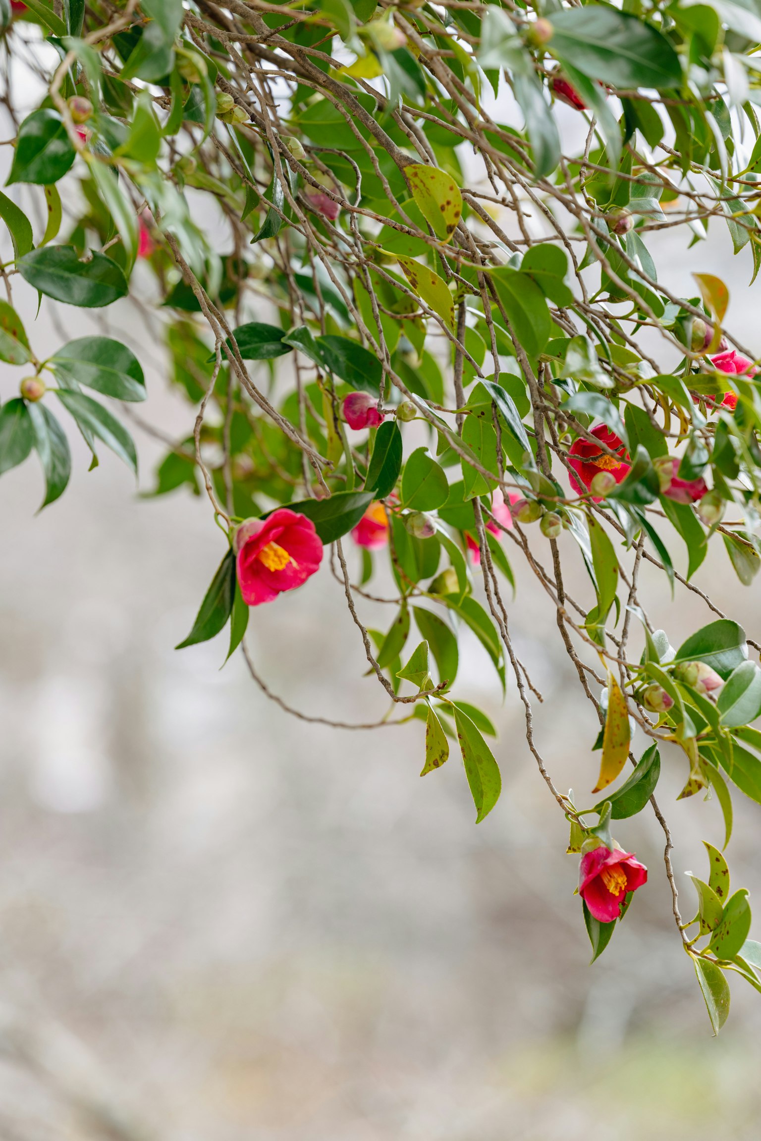 Close-up of cascading branches with vibrant red flowers and green leaves