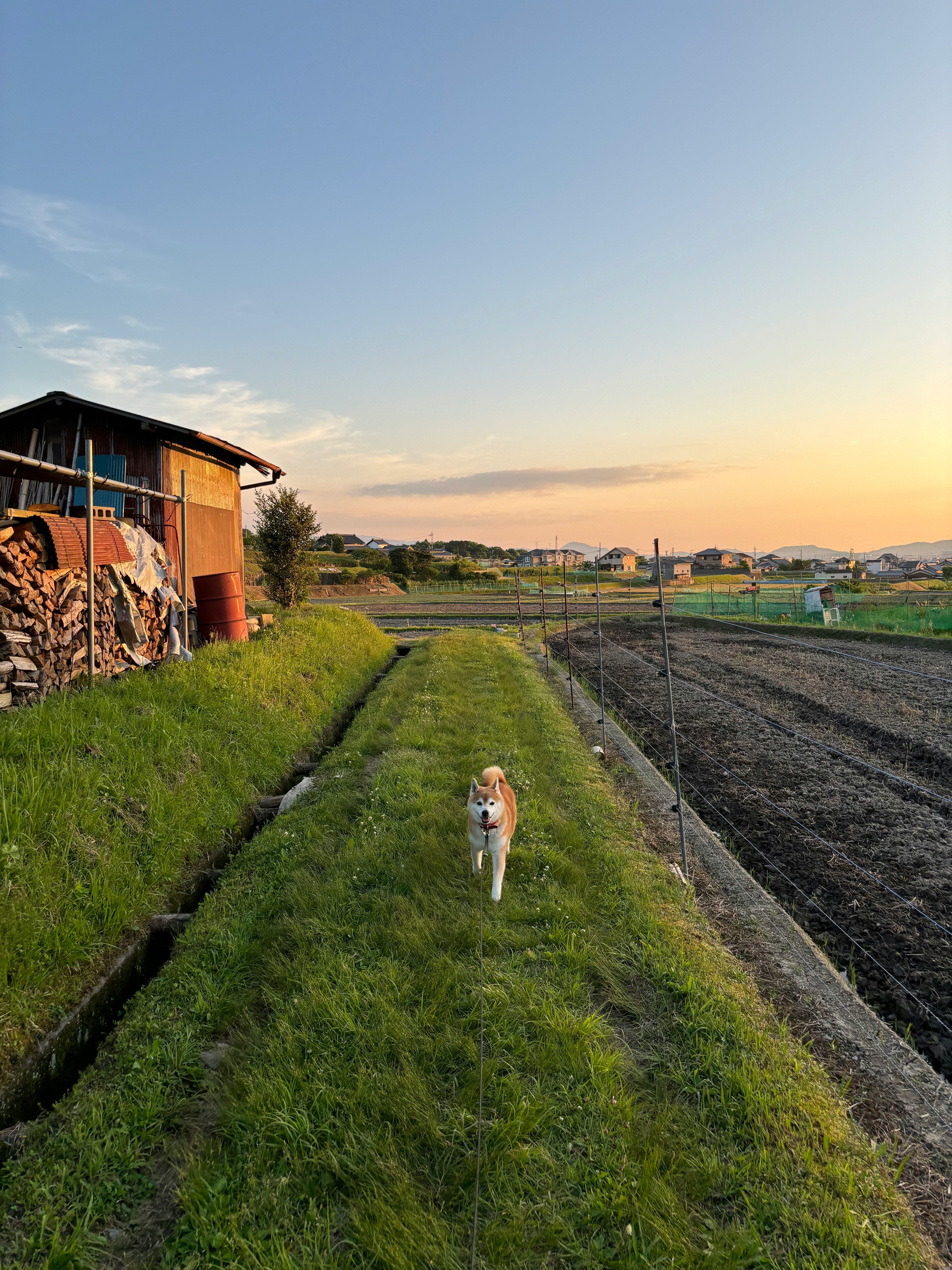 田園の小道を走る柴犬
