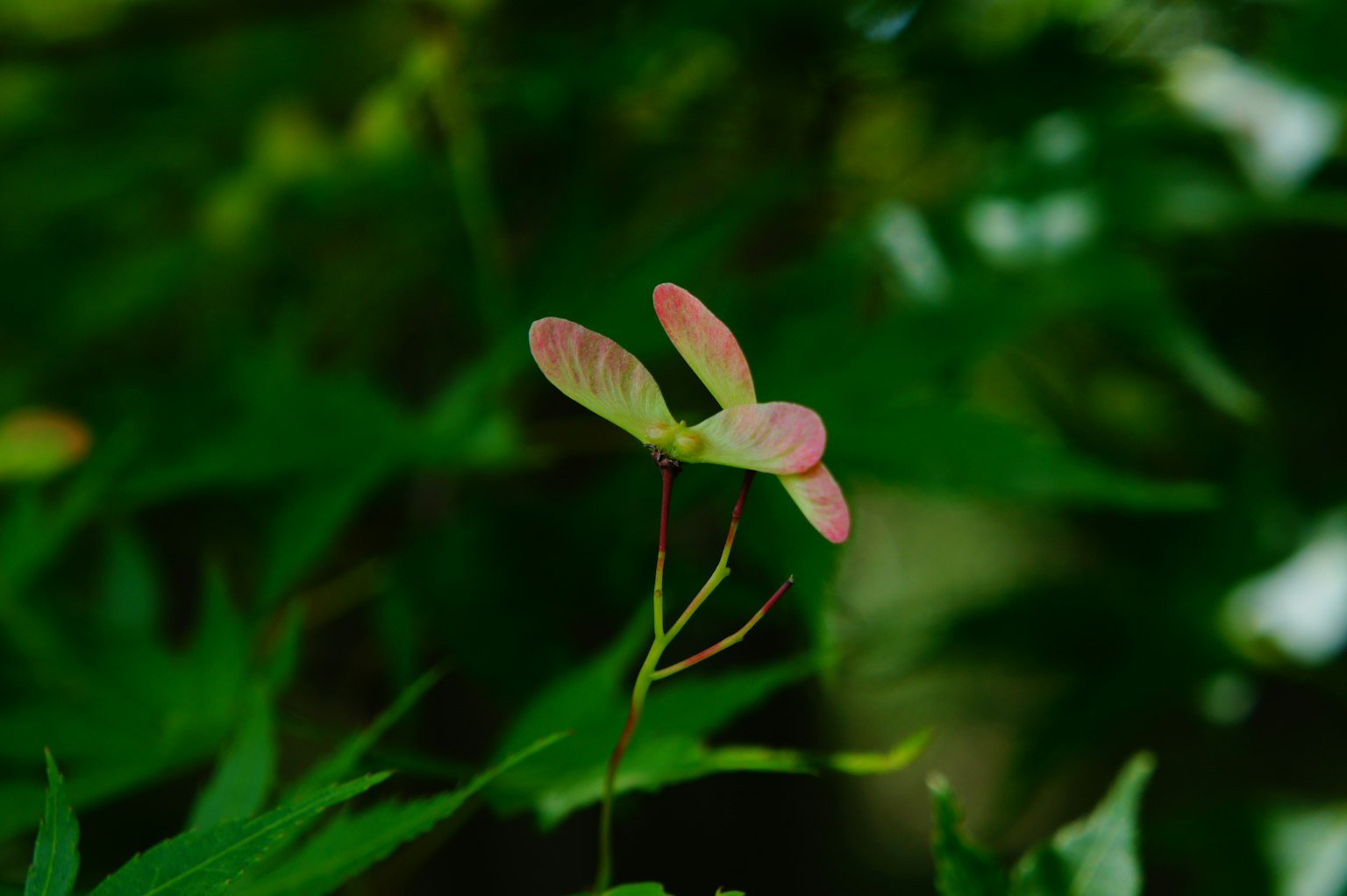 細緻的粉紅色新葉在綠色葉子間冒出