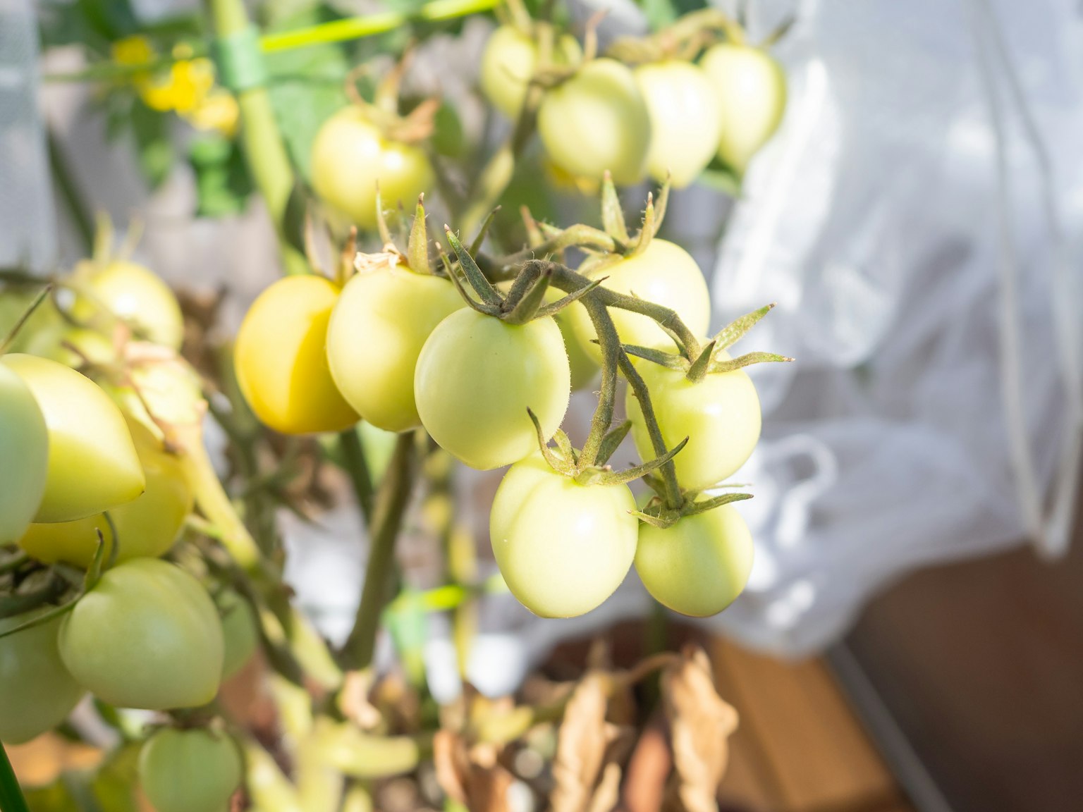 Ramo di pomodori verdi appesi alla luce del sole