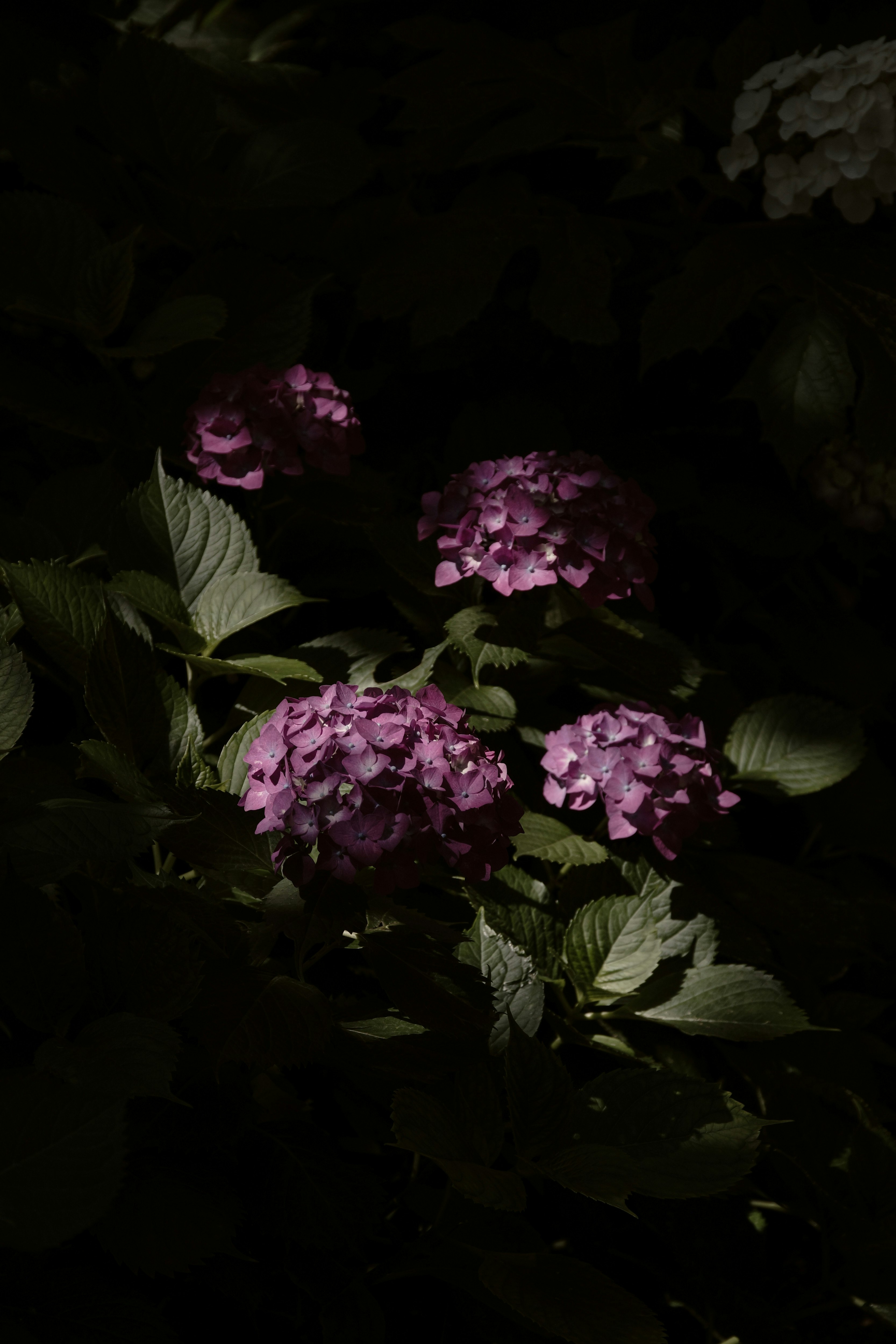 紫のあじさいの花と朝日が差し込む花壇