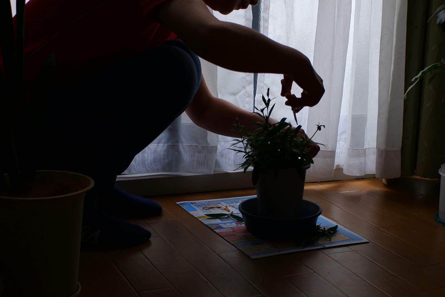 窗邊照顧植物的人影