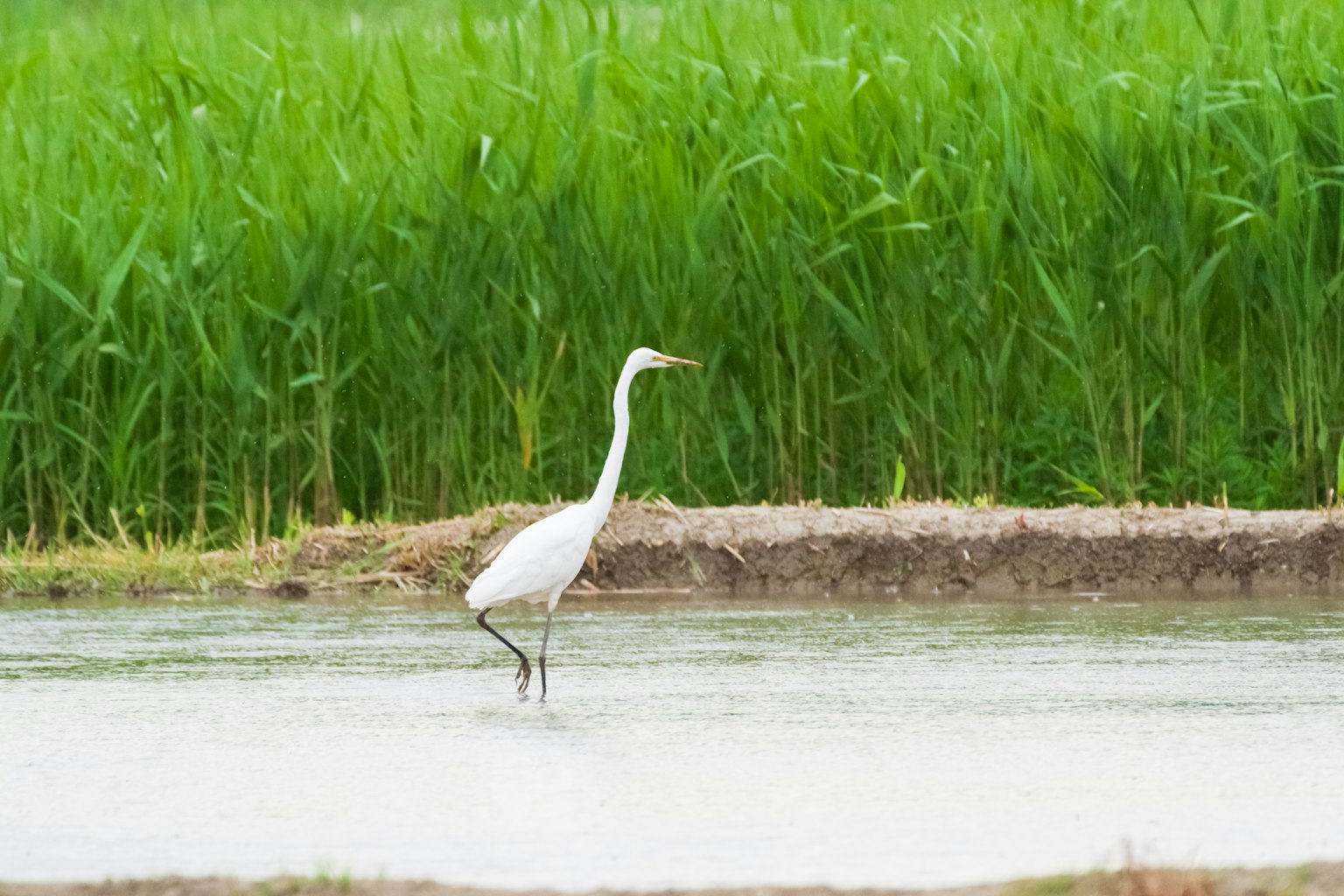 一只白鹭在绿稻田旁的浅水中行走