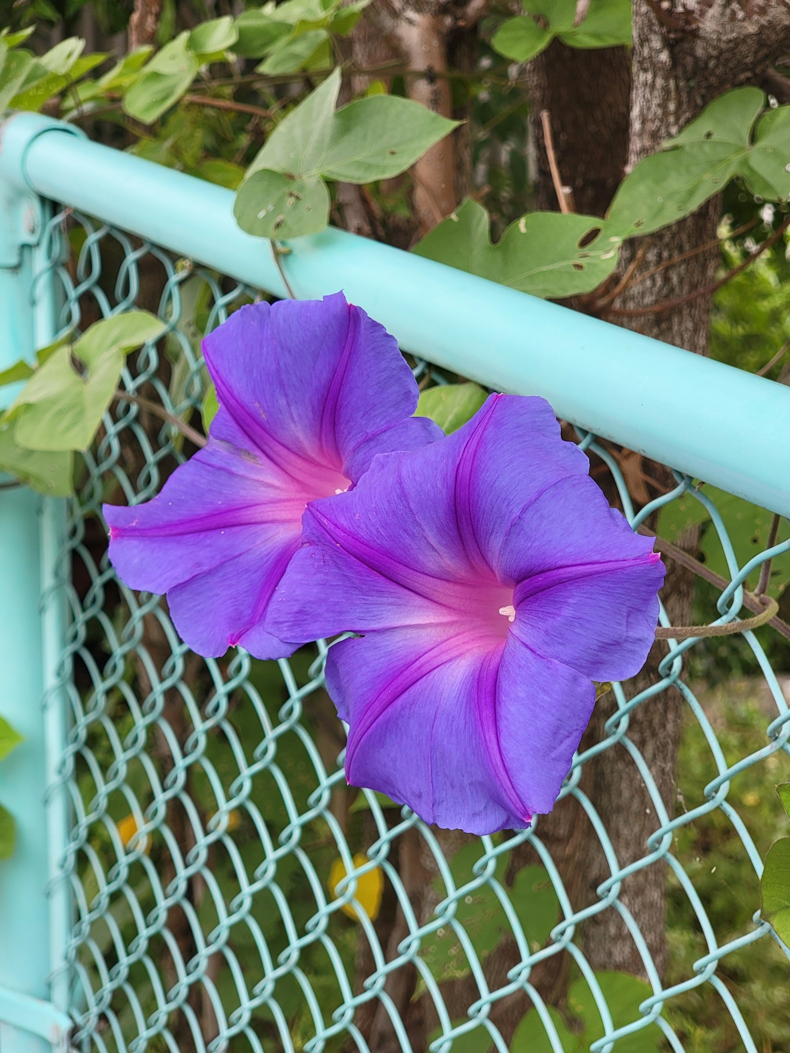 Fleurs de liseron violet fleurissant sur une clôture bleue