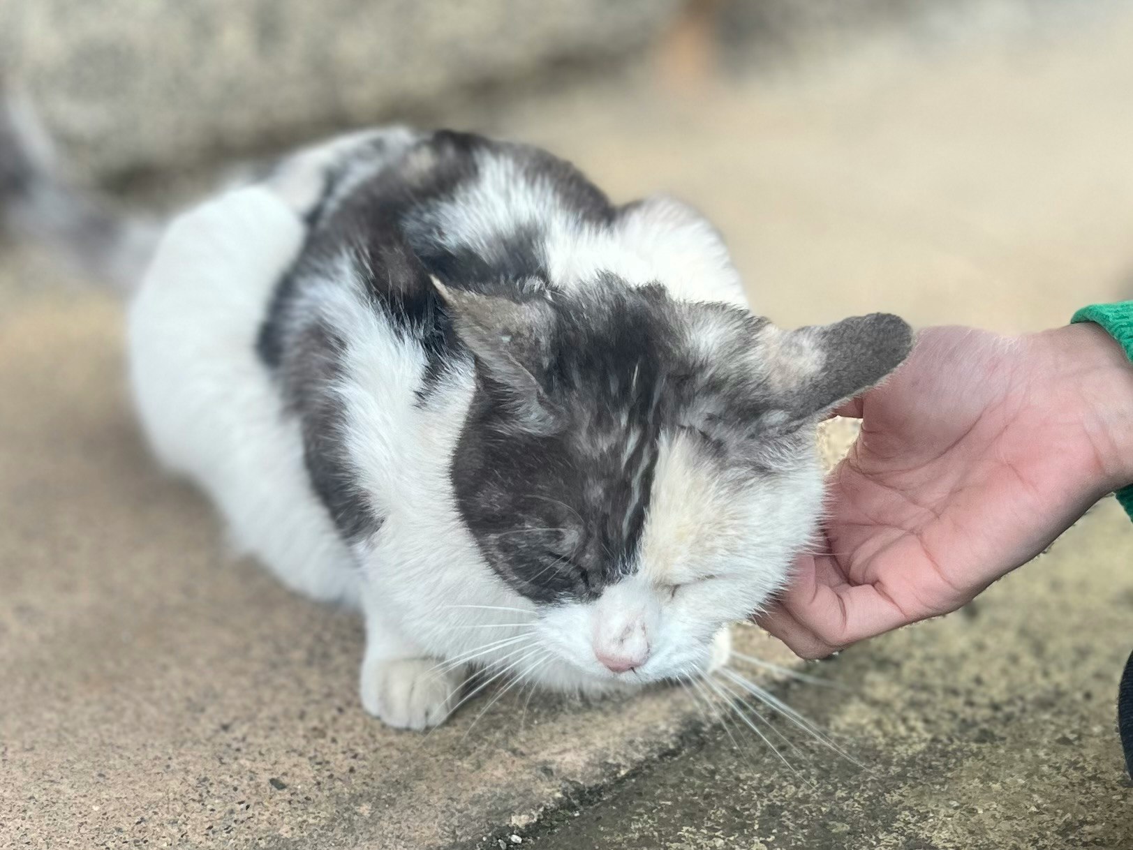 手抚摸着地上的小猫