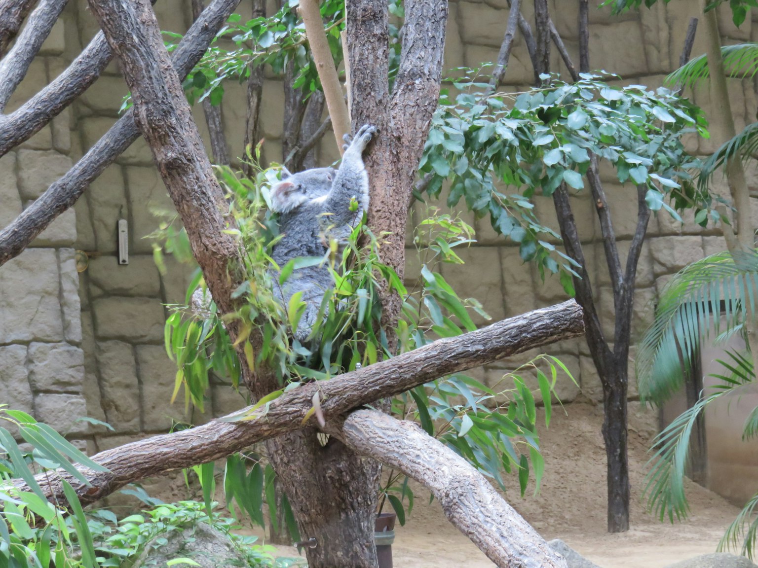 Koala bertengger di atas pohon dikelilingi daun hijau