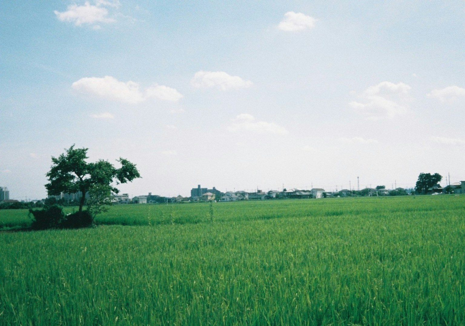 Campo de arroz verde exuberante bajo un cielo azul claro