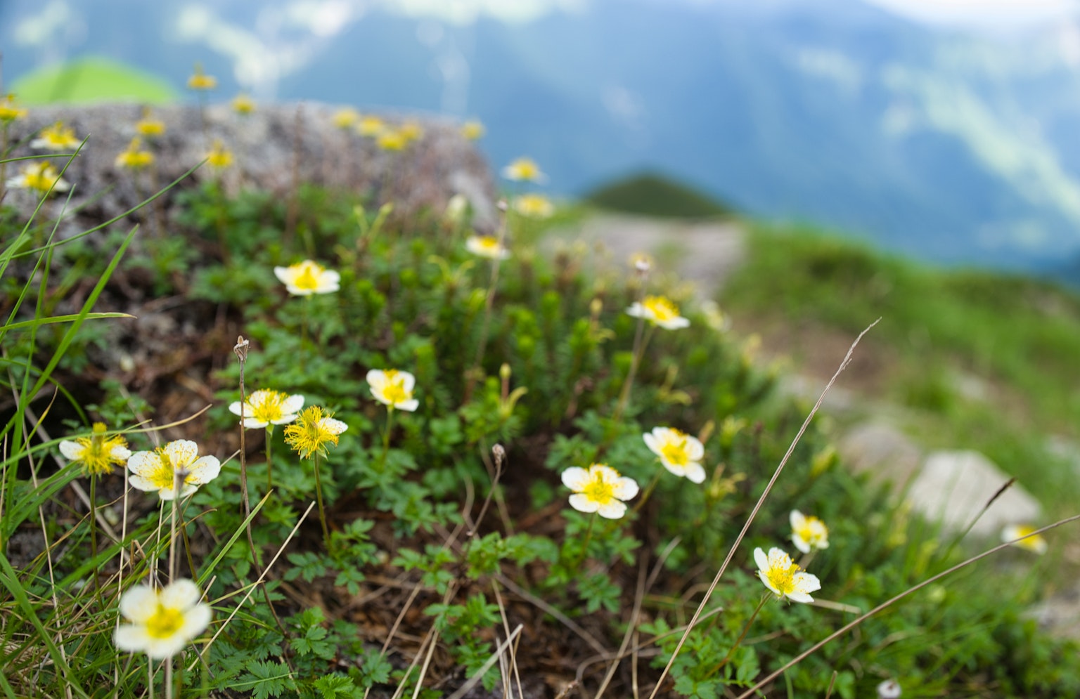 Primer plano de flores de montaña con flores amarillas y follaje verde