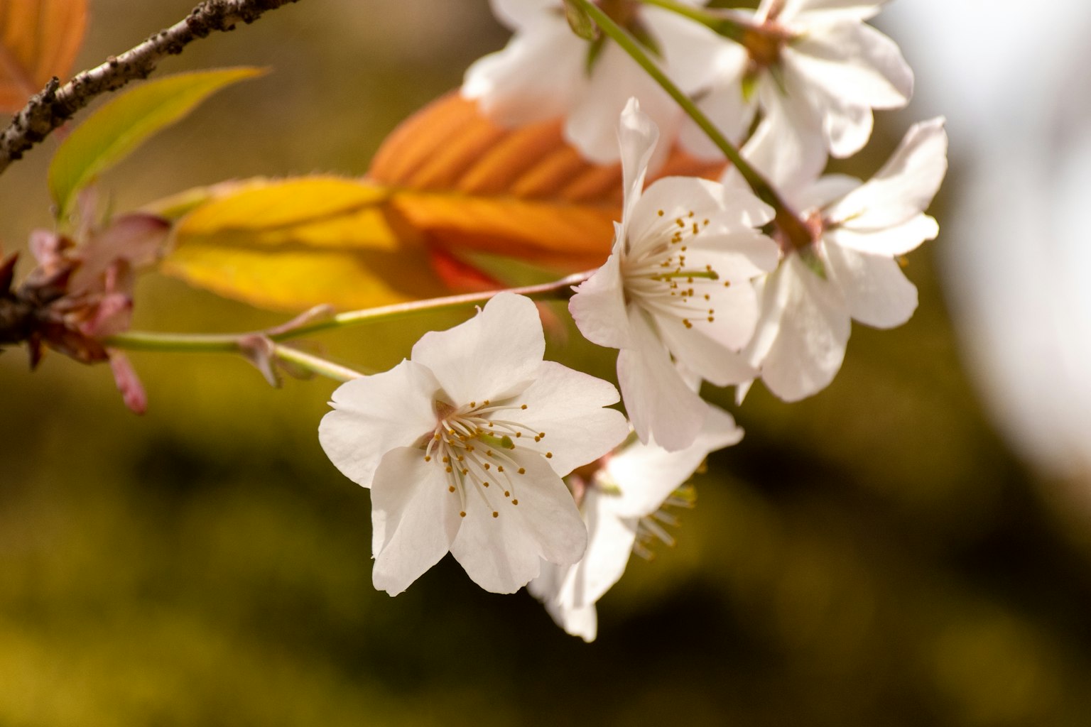 Branche avec des fleurs de cerisier blanches et des feuilles orange