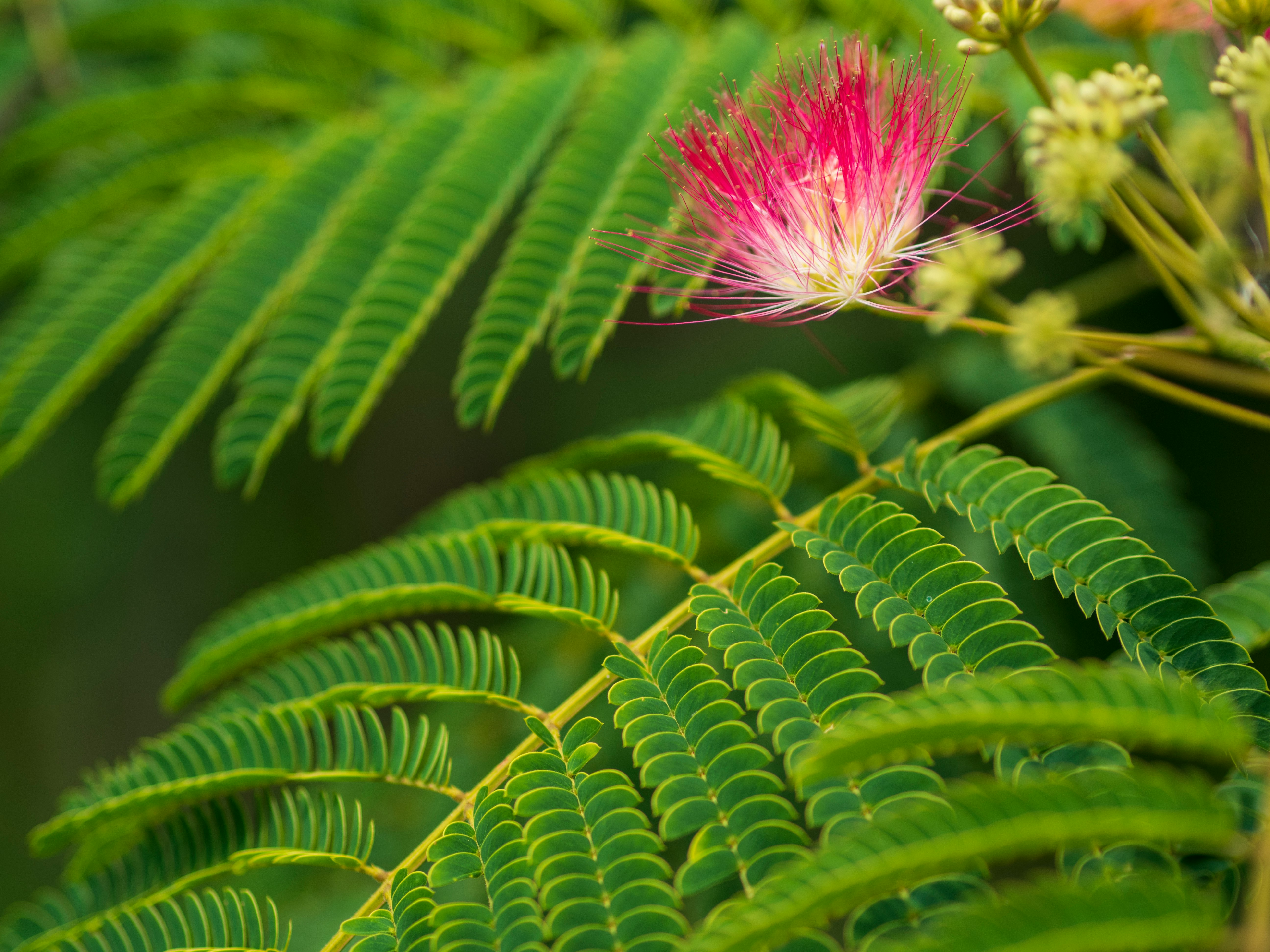 Makroaufnahme von leuchtenden Mimoseblüten und farnartigen Blättern