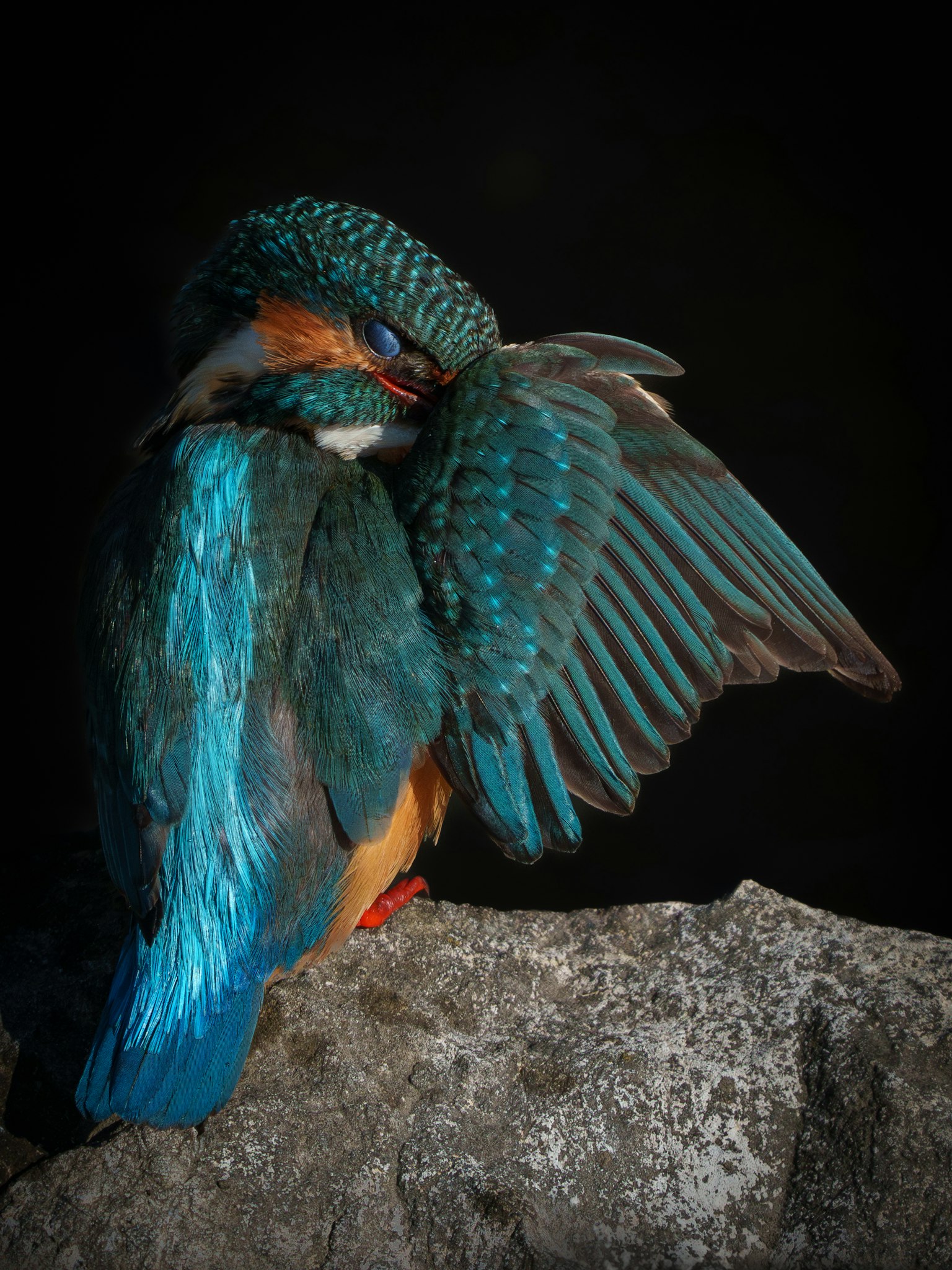 Un martin pescatore con piume blu straordinarie che apre le ali su una roccia
