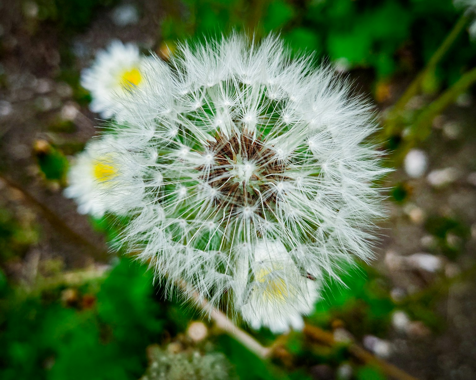 Image of a white dandelion seed head with yellow flowers