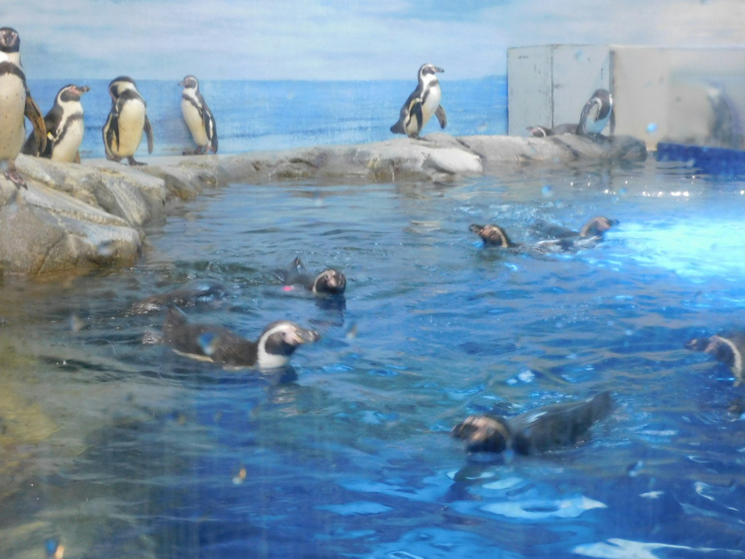 Pinguini che nuotano in acqua blu con altri in piedi su rocce