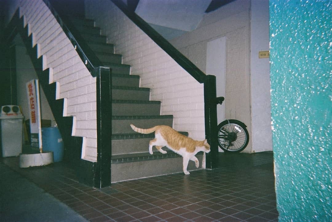 Eine Katze läuft in einem Innenflur neben einer Treppe