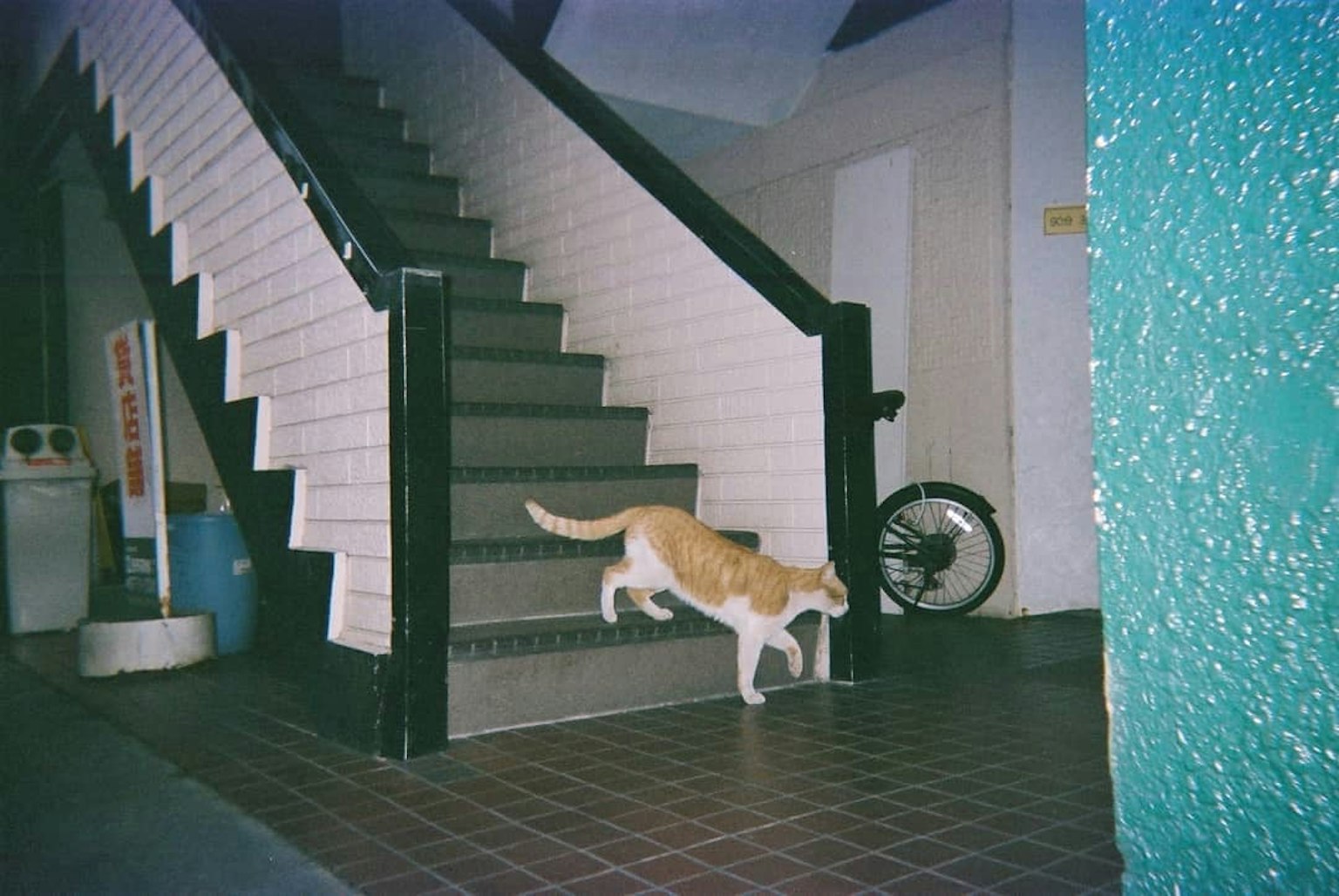 Gatto marrone che sale una scala interna con muro verde