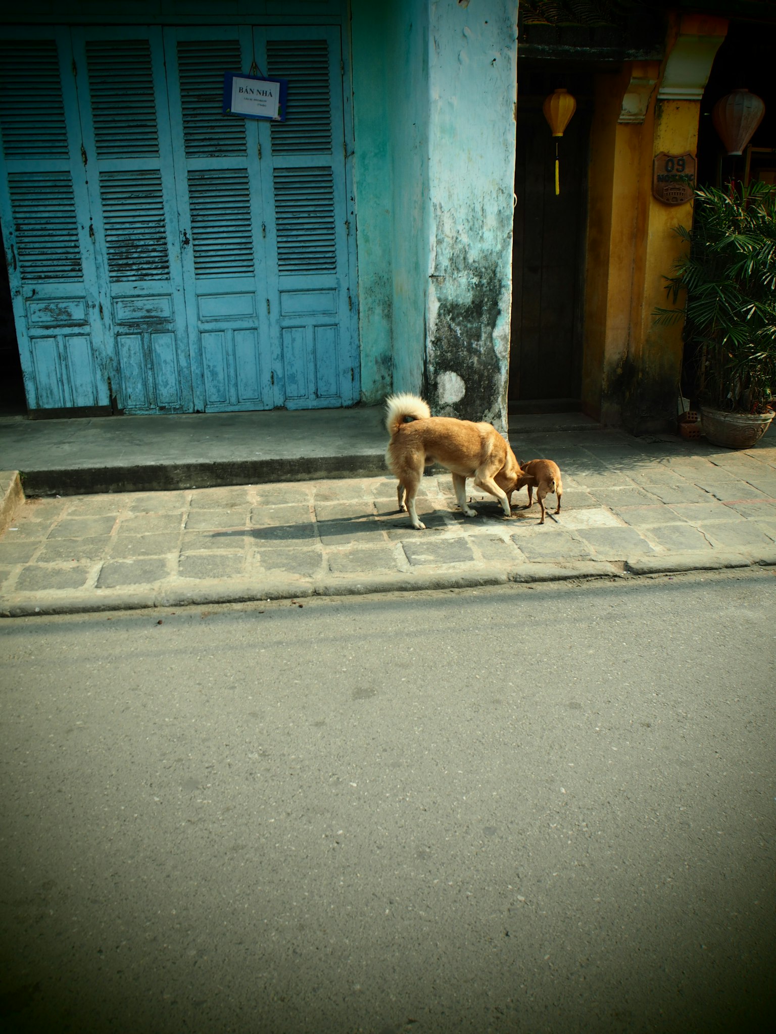 A dog sniffing the ground in front of a blue door
