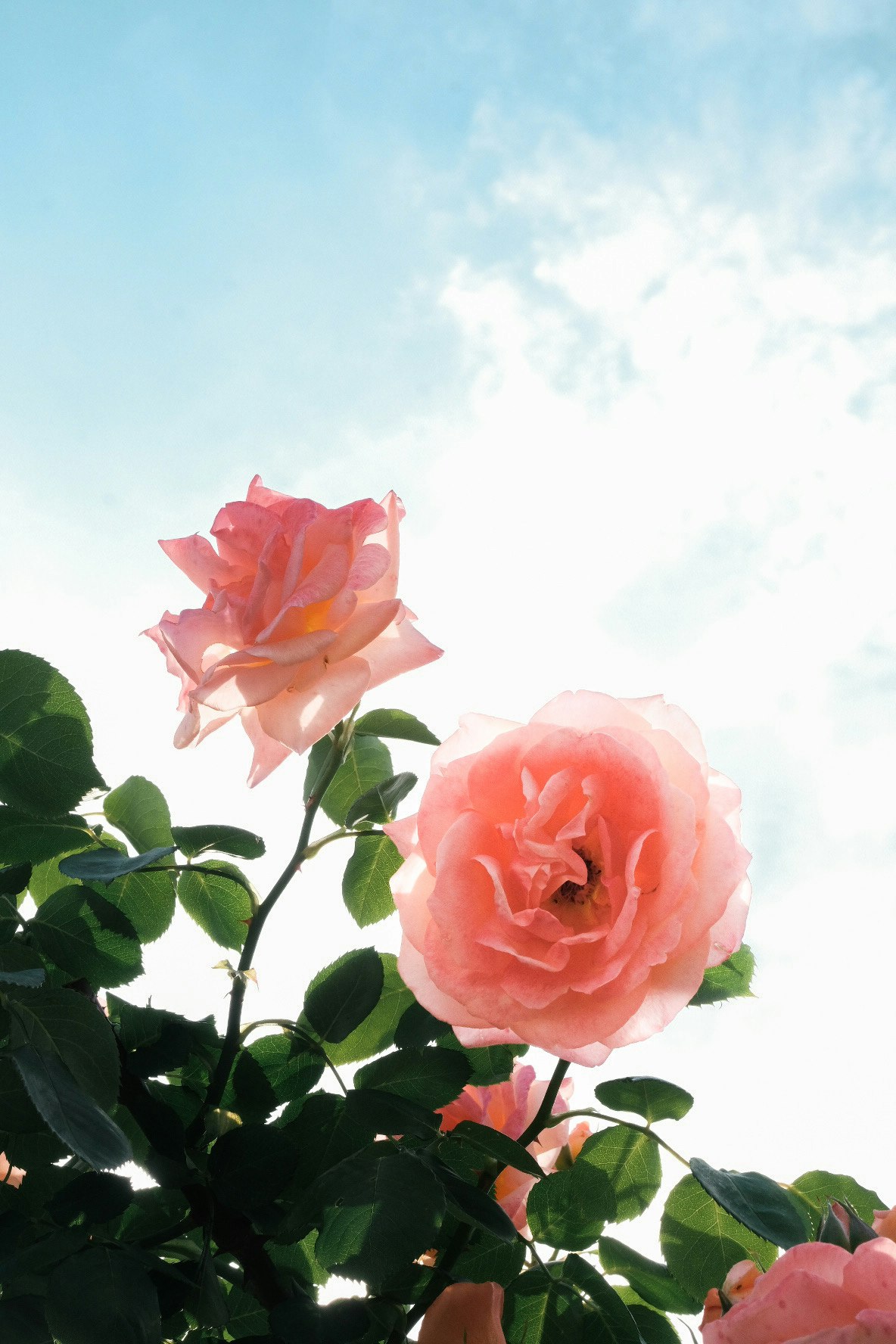 初夏の日差しのピンクの薔薇の花