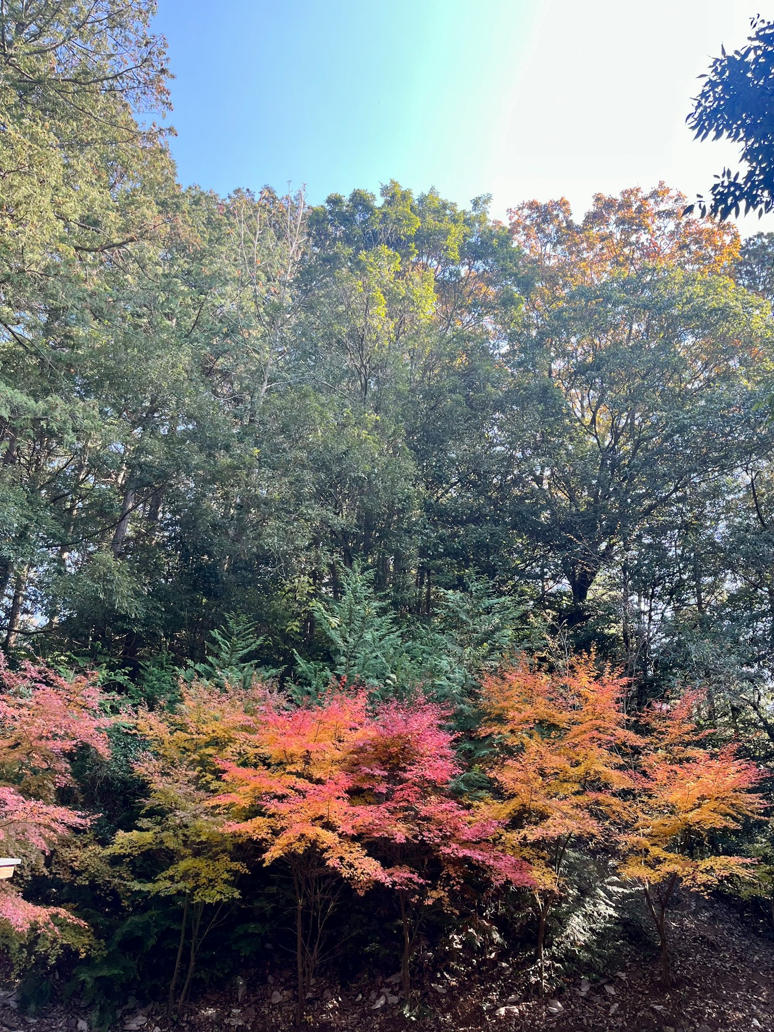 Vista panoramica di fogliame autunnale vibrante con alberi verdi