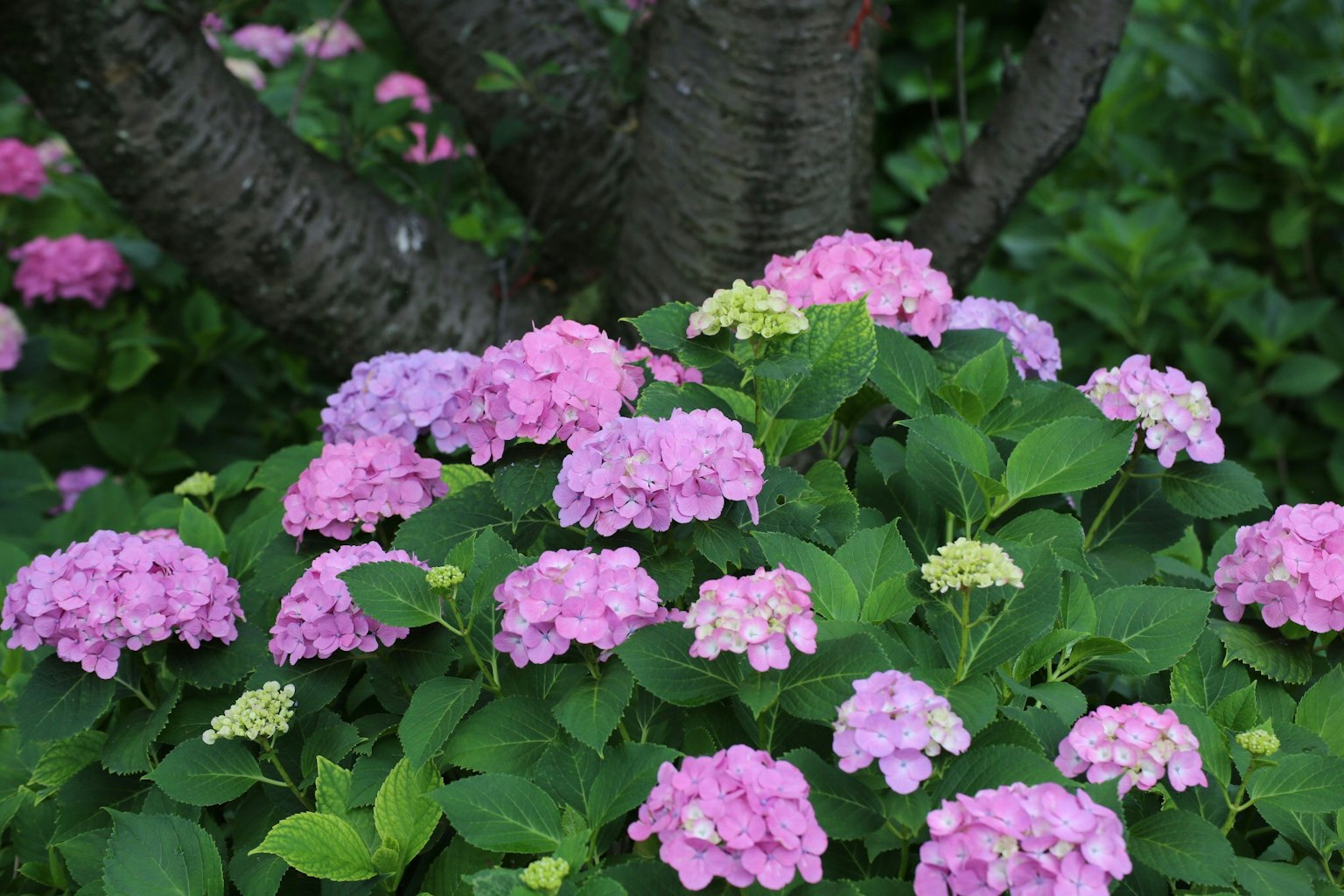 Pink hydrangea flowers surrounded by green leaves
