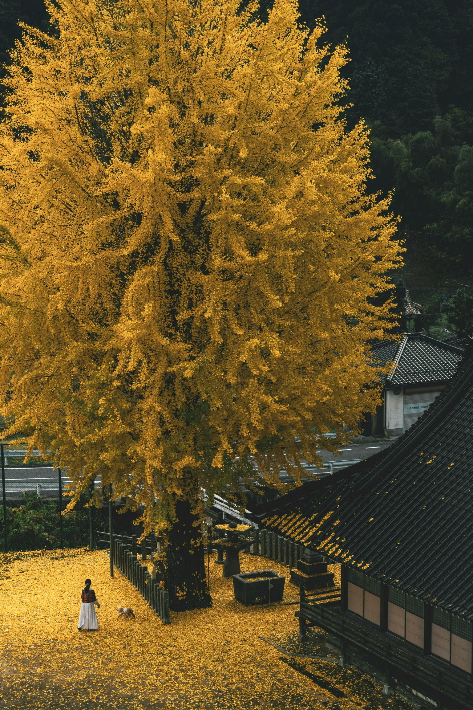 美しい黄色のイチョウの木とその周囲の落ち葉の風景