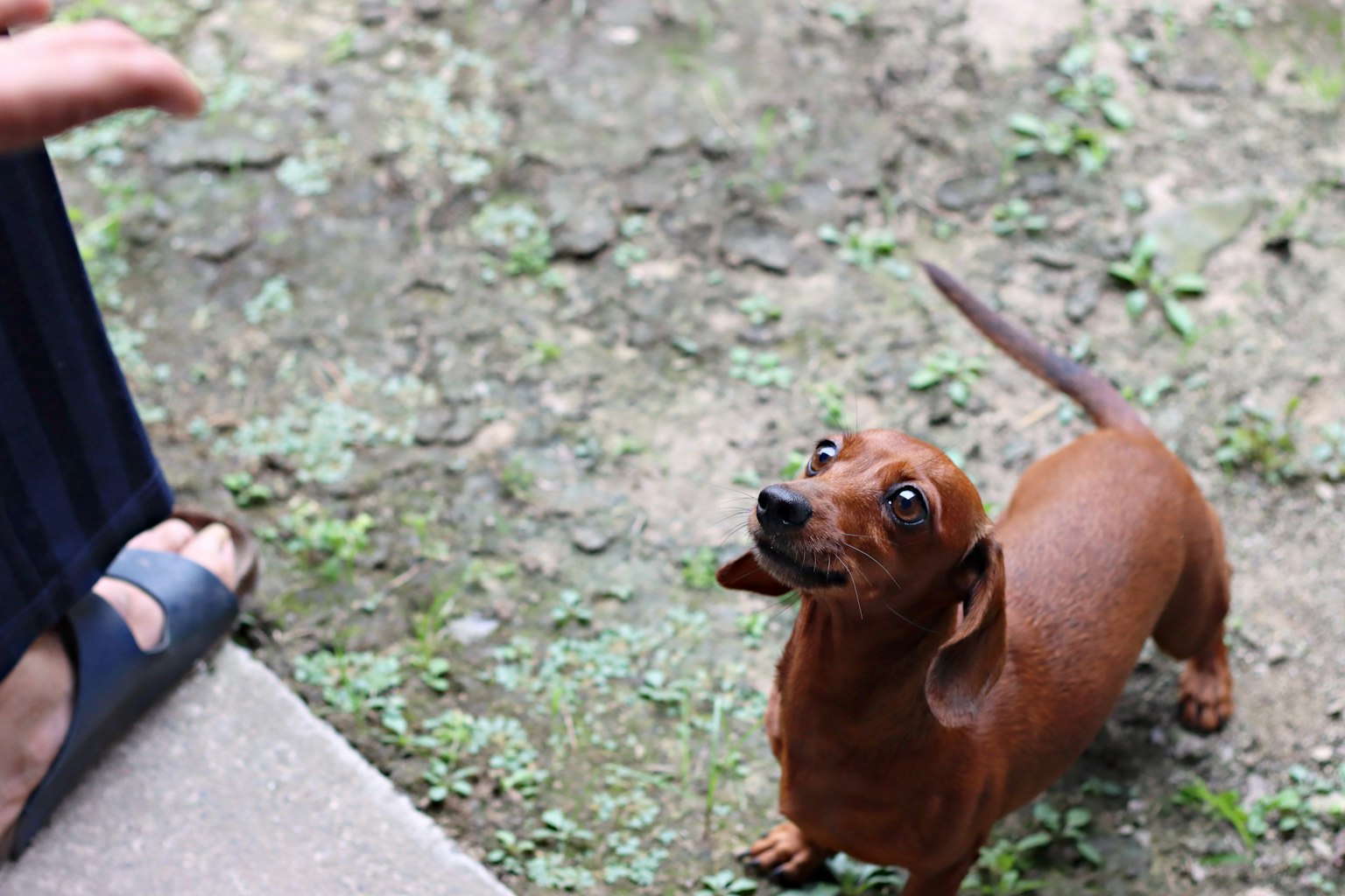 Seekor dachshund cokelat menatap kaki seseorang di luar ruangan