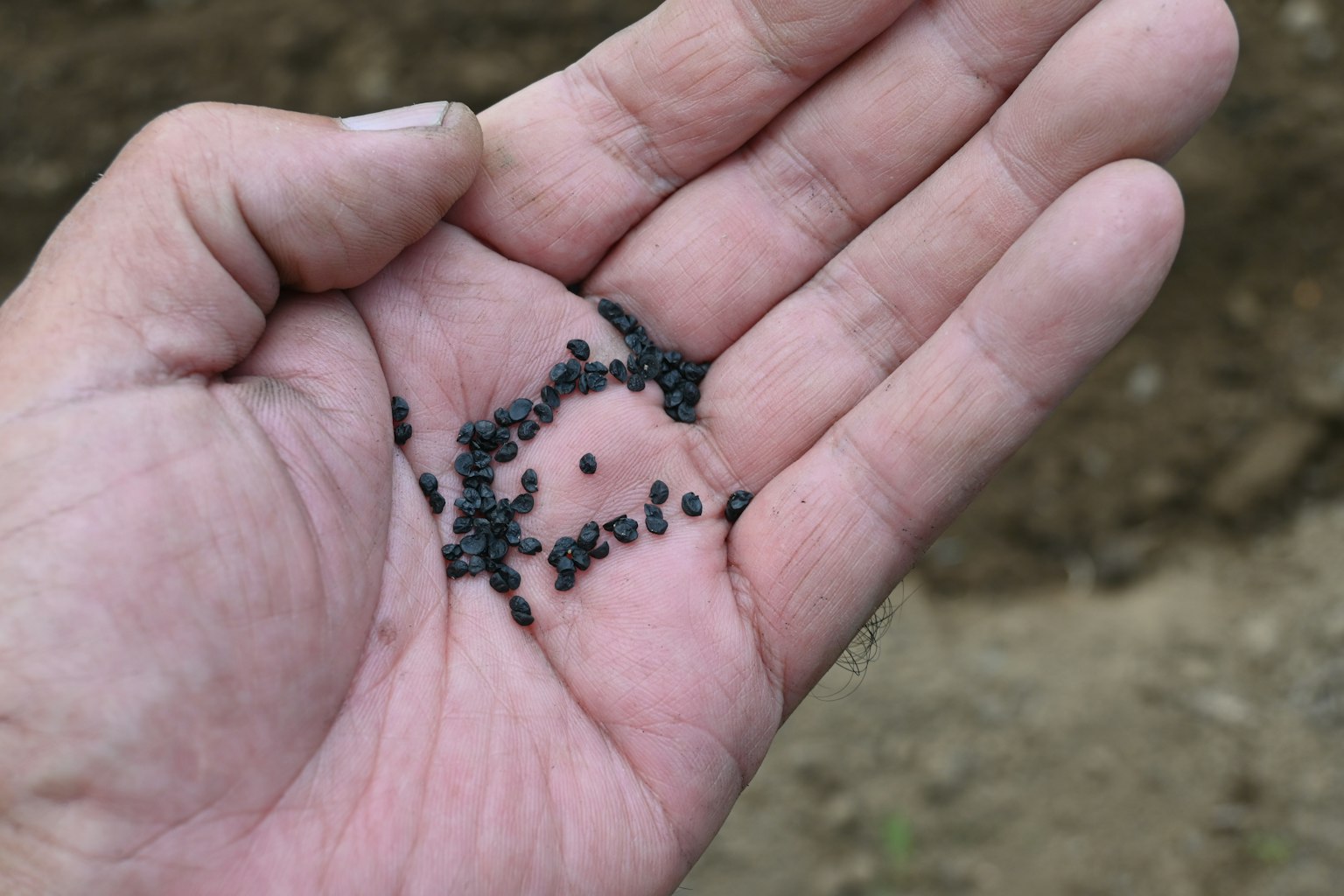 Tangan memegang biji hitam dengan latar belakang kabur