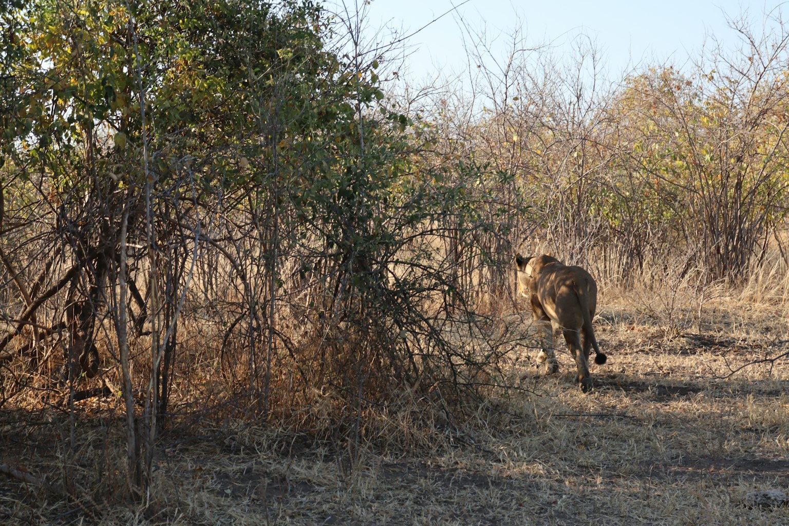 Un león moviéndose por la pradera con arbustos alrededor
